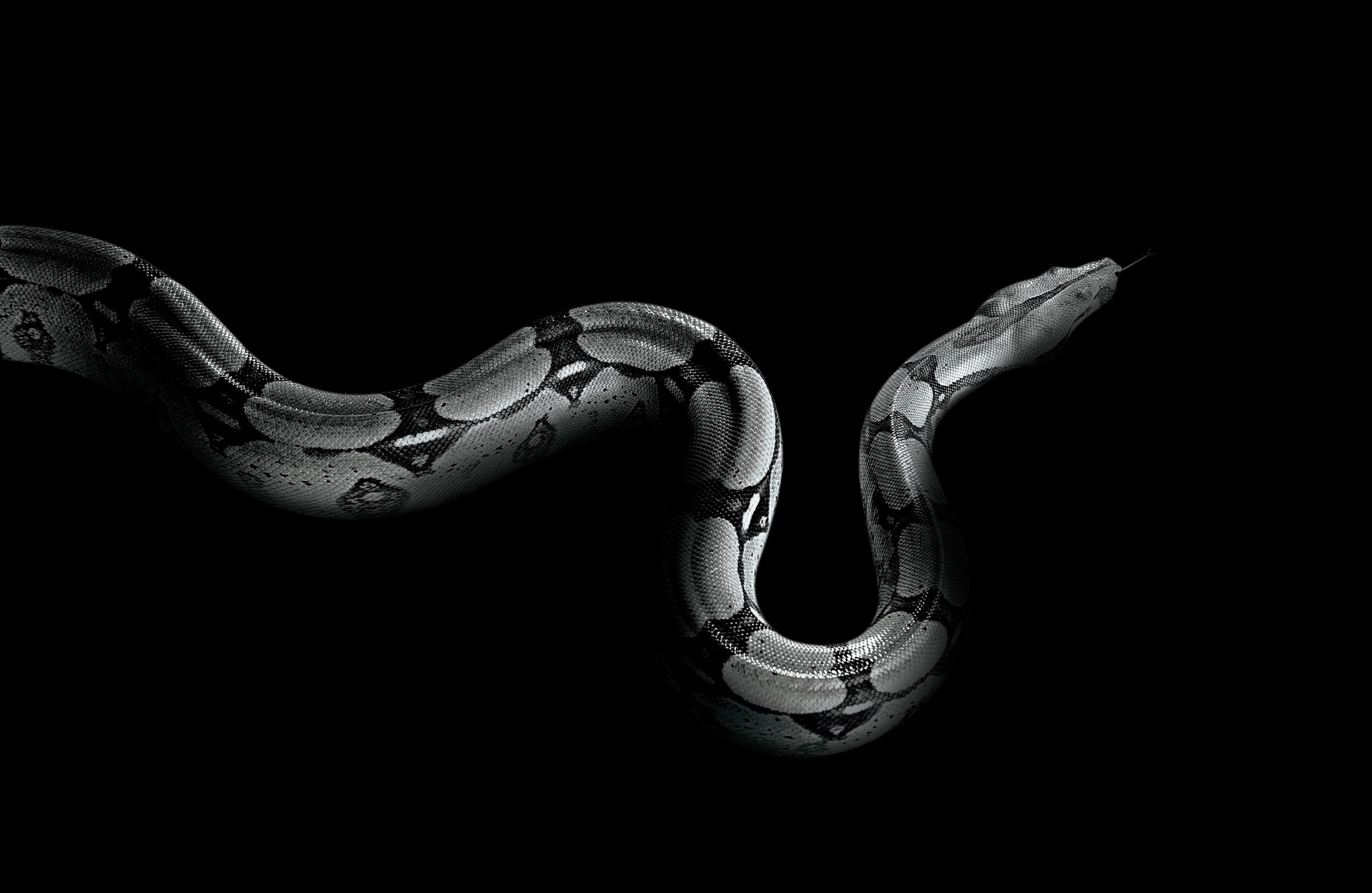 copy space, 4K, close-up, reptile, no people, animal themes, cut out, vertebrate, snake, metal, animal, indoors, animal body part, still life, animals in the wild, HD Wallpaper