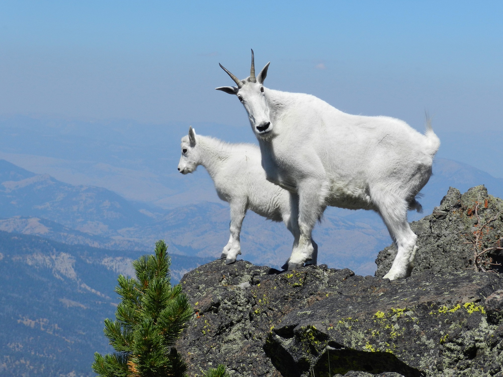 climber, plant, vertebrate, view, scenic, four, no people, 1080P, domestic animals, rocky mountain goat, climbing, livestock, animal themes, mammal, nature, HD Wallpaper