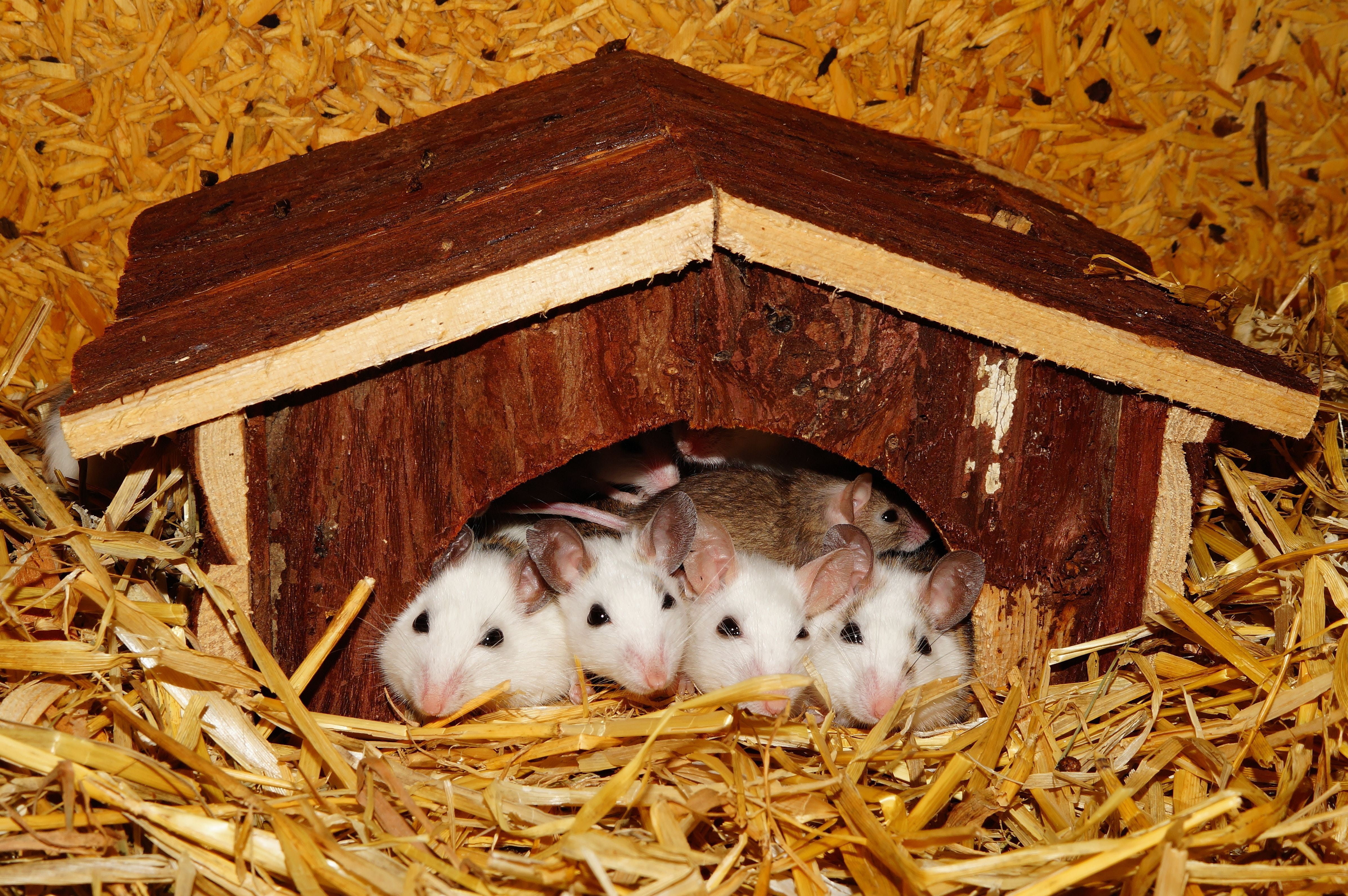 recovered, pets, sweet, no people, animal Nest, mammal, small, hamsters, four, cottage, animals in the wild, brown, rodent, together, wood - material, group of animals, HD Wallpaper