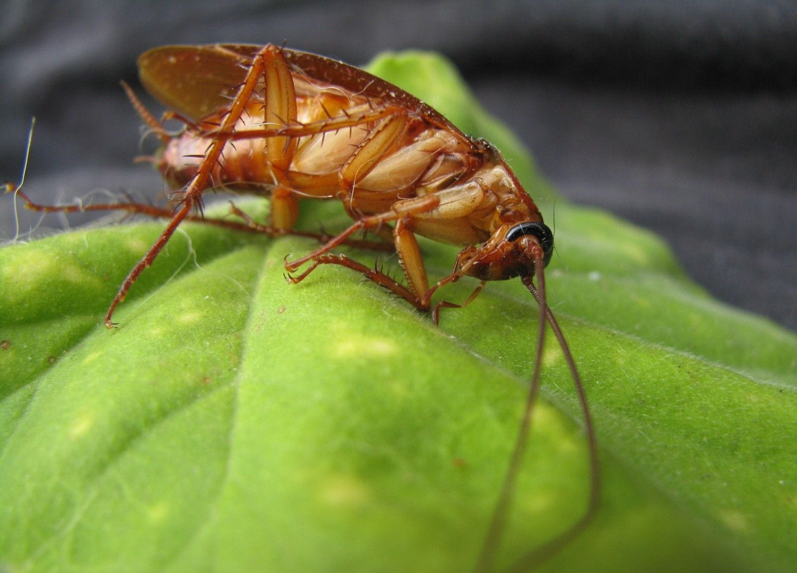 creature, crawling, Bug, animal wildlife, animal themes, beauty in nature, plant, green color, disgusting, brown, infestation, close-up, Insect, green, HD Wallpaper