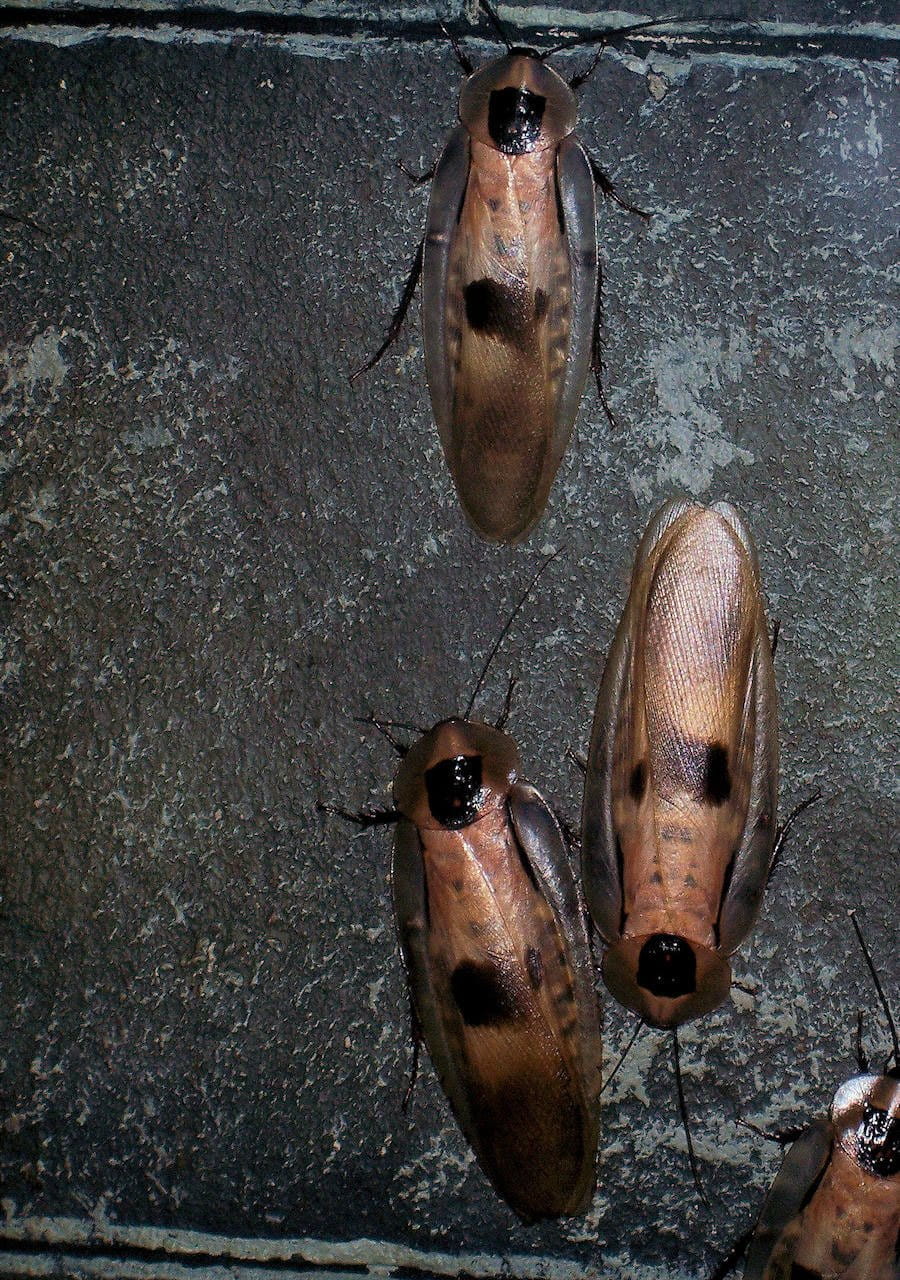 outdoors, no people, vertebrate, high angle view, marine, pest, nature, roaches, animal, dirty, crawling, hanging, shoe, fish, 720P, swimming, close-up, Phone HD Wallpaper