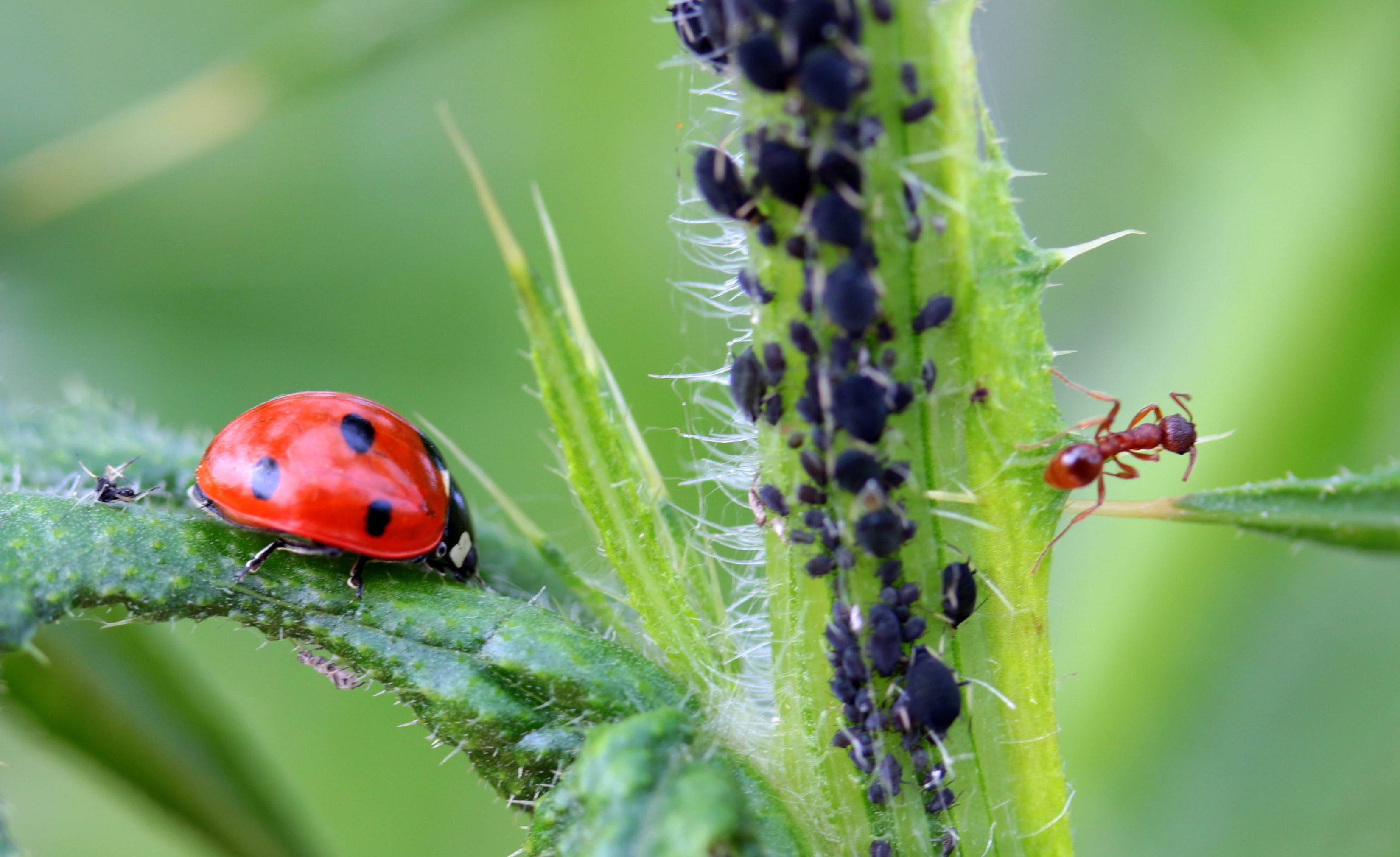 small, crawling, infestation, thistle, nature, coccinellidae, foraging, animal wildlife, leaf, no people, 2K, plant part, animal themes, invertebrate, HD Wallpaper