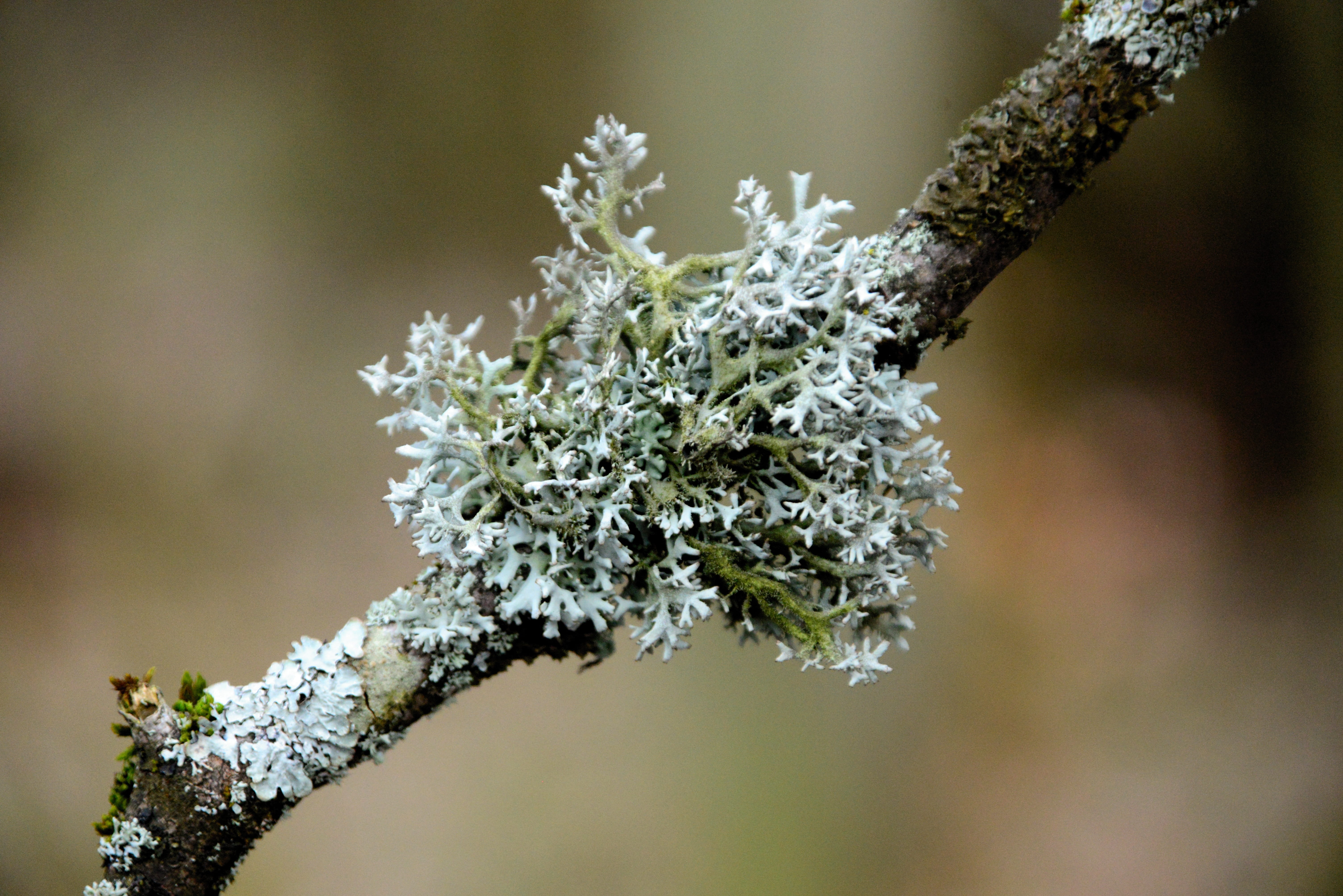 growth, lichen, cold temperature, branch, infestation, no people, vulnerability, focus on foreground, outdoors, fragility, tree, 5K, springtime, freshness, HD Wallpaper