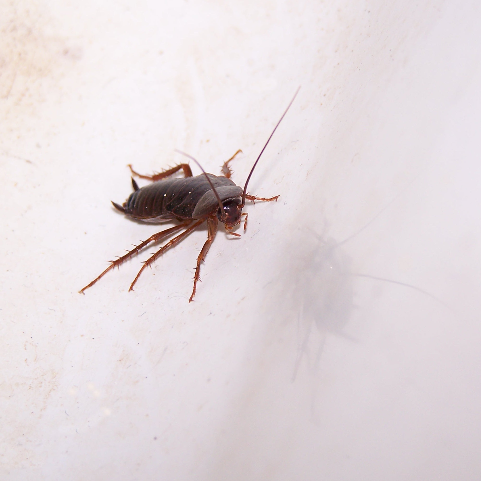 pest, wall - building feature, bug, day, 1080P, animal wildlife, disgusting, infestation, animal, no people, brown, insect, disease, animals in the wild, Phone HD Wallpaper