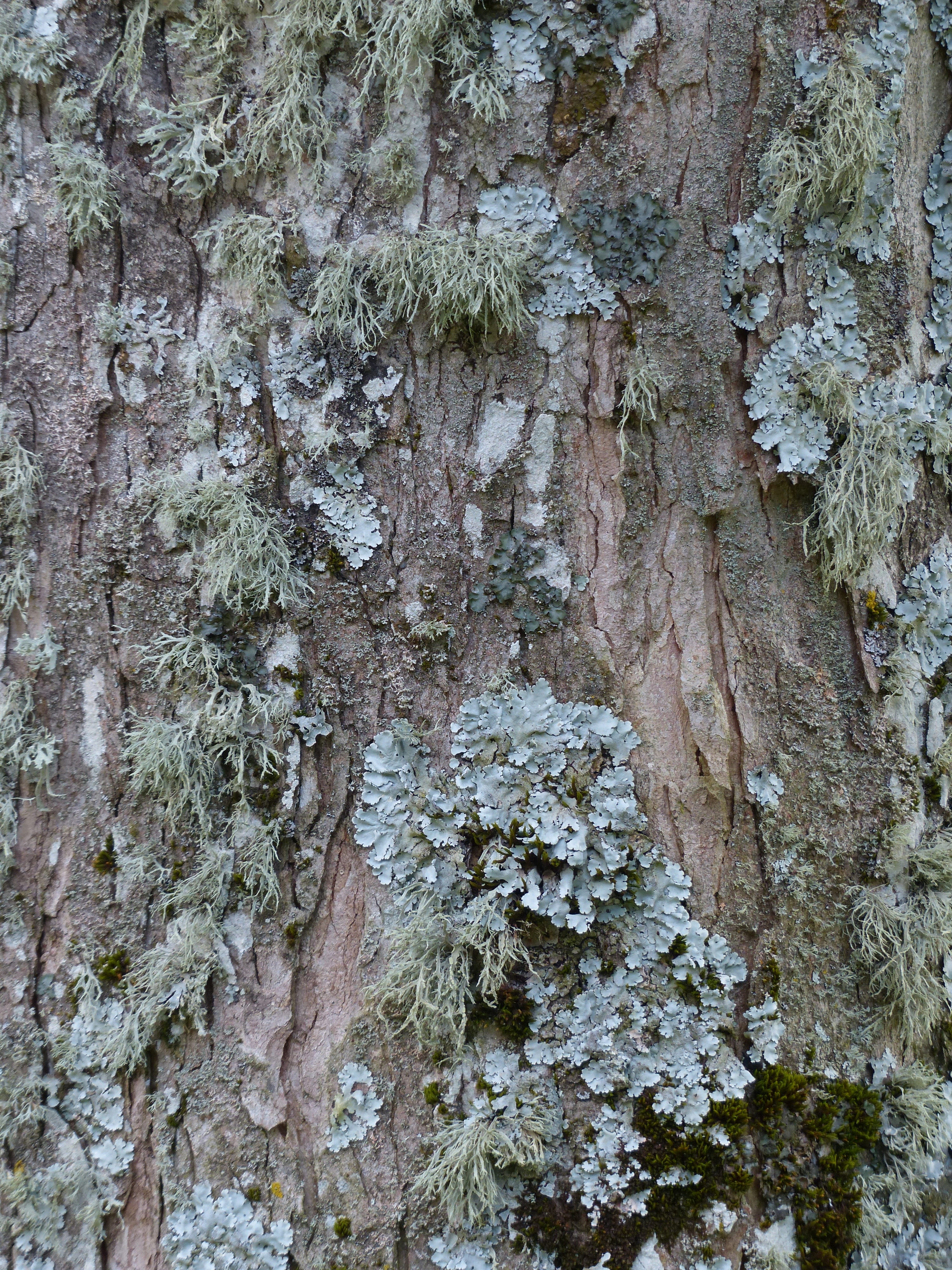 shrub lichen species, plant, nature, 4K, Lichen, rough, brown, outdoors, wood - Material, backgrounds, growth, textured, brush braid, tree bark, forest, Phone HD Wallpaper