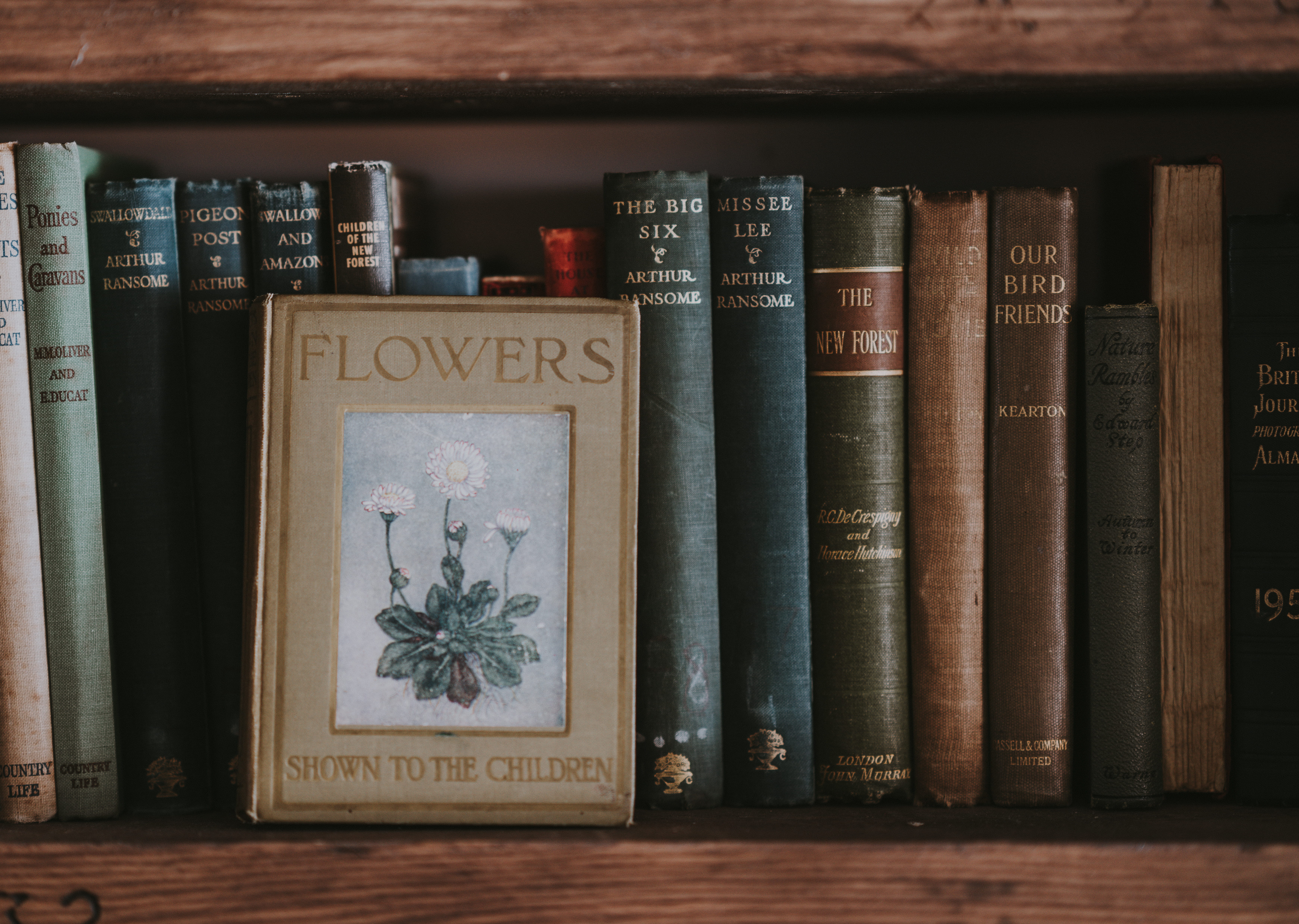 library, in a row, cover, bookshelf, closeup, flower, old, no people, hardback, literature, text, shown, dark, table, book, western script, lot, binding, HD Wallpaper