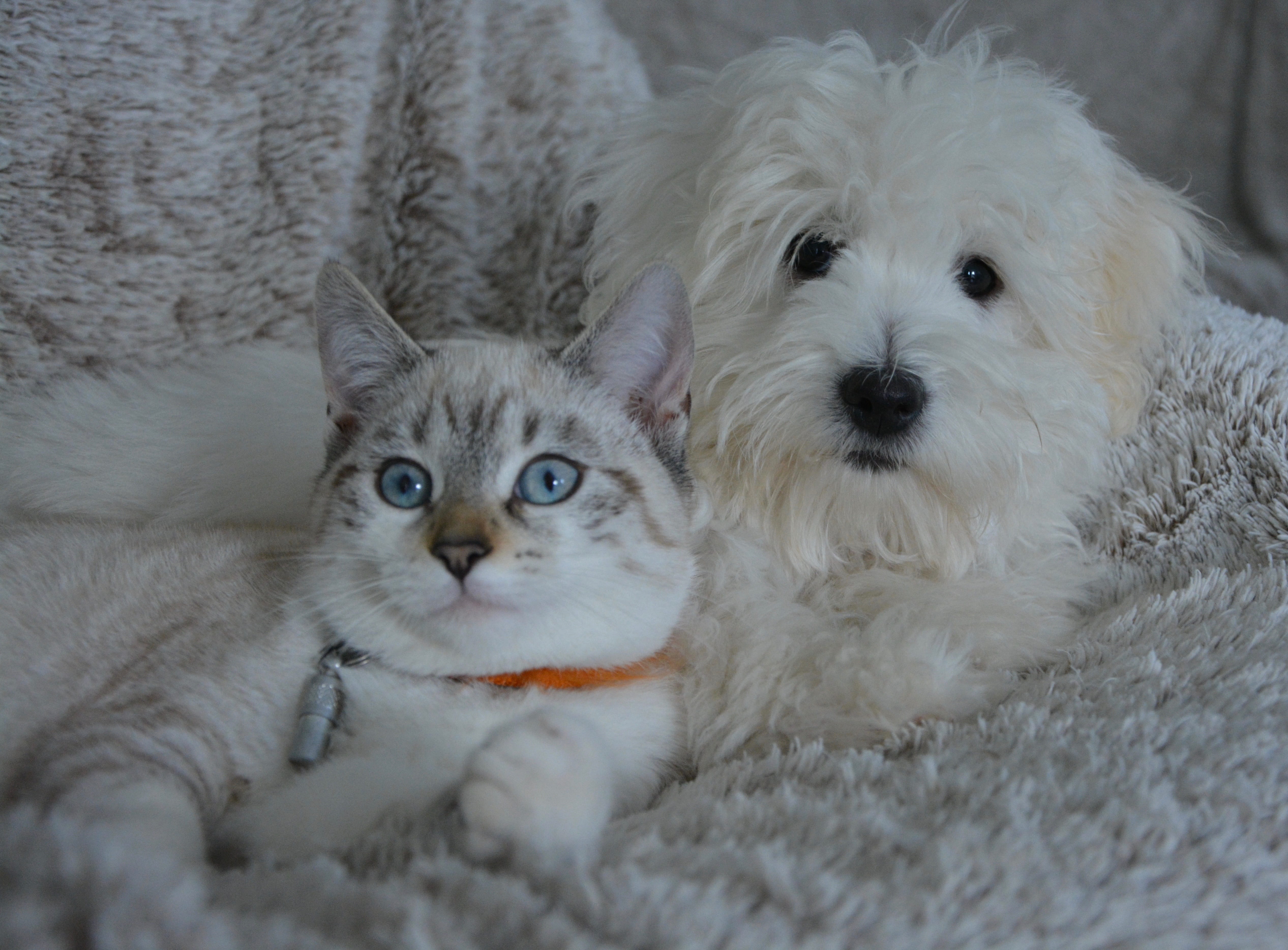 domestic, feline, pets, fur, domestic animal, cat, coated, puppy, 4K, textile, domestic cat, portrait, looking at camera, white, relaxation, cute, brown, HD Wallpaper