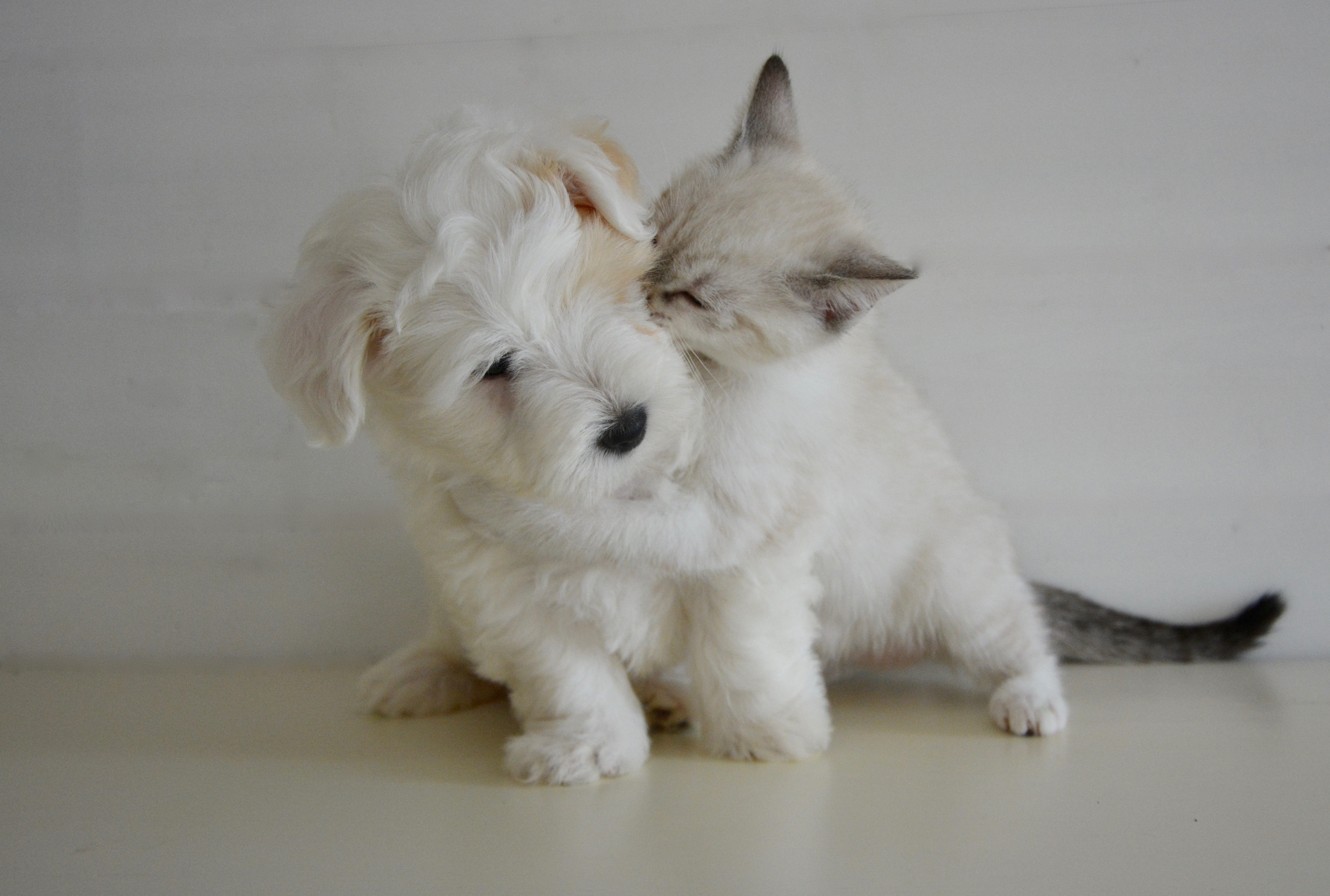 pets, soft, white, vertebrate, domestic animal, complicity, animal, relaxation, kisses, studio shot, dog cat, indoors, tenderness, coated, puppy, short, HD Wallpaper