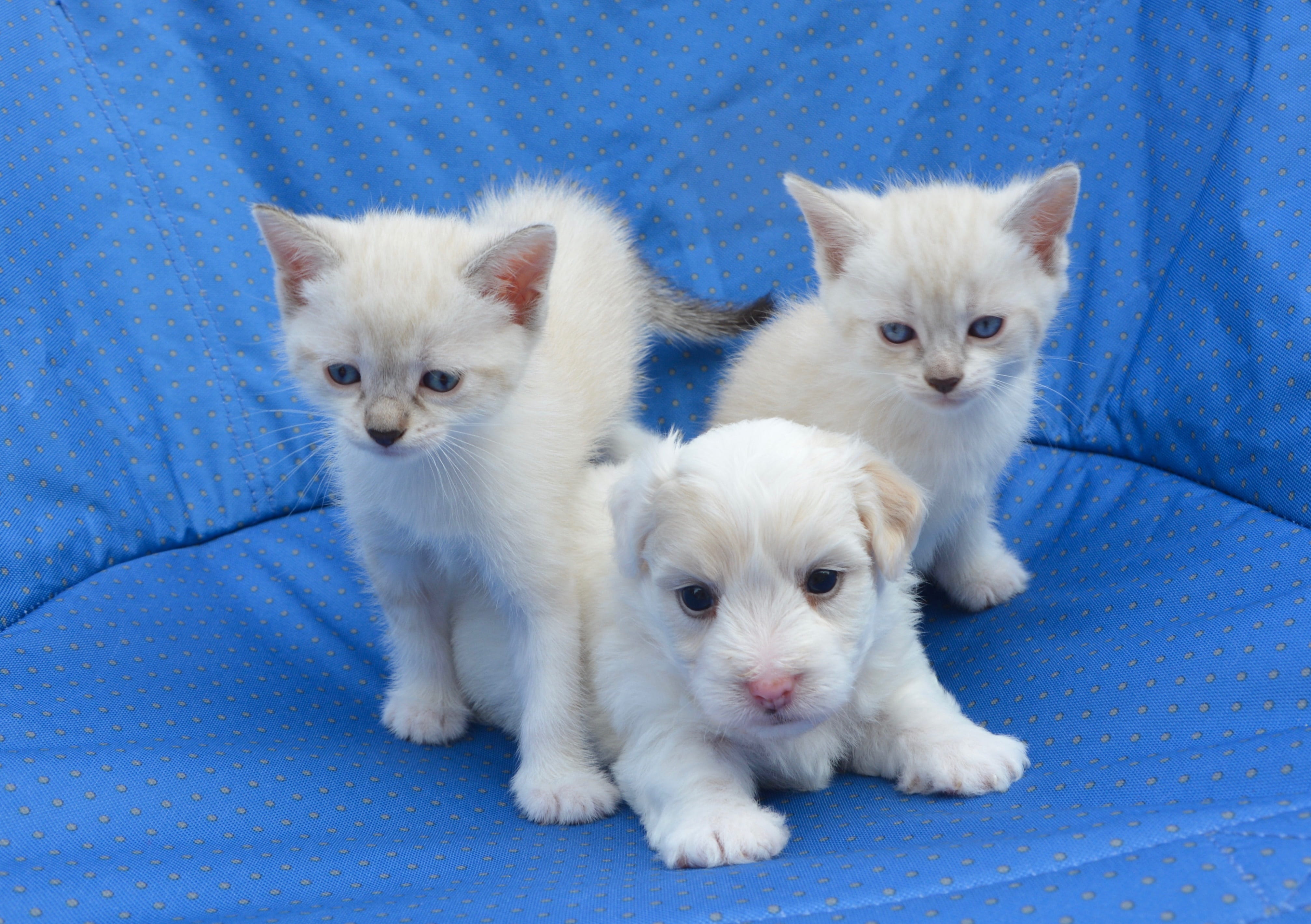cats, animals, whisker, domestic, dogs kittens, domestic cat, two animals, indoors, vertebrate, puppy, white color, portrait, mammal, kitten, white fur, HD Wallpaper