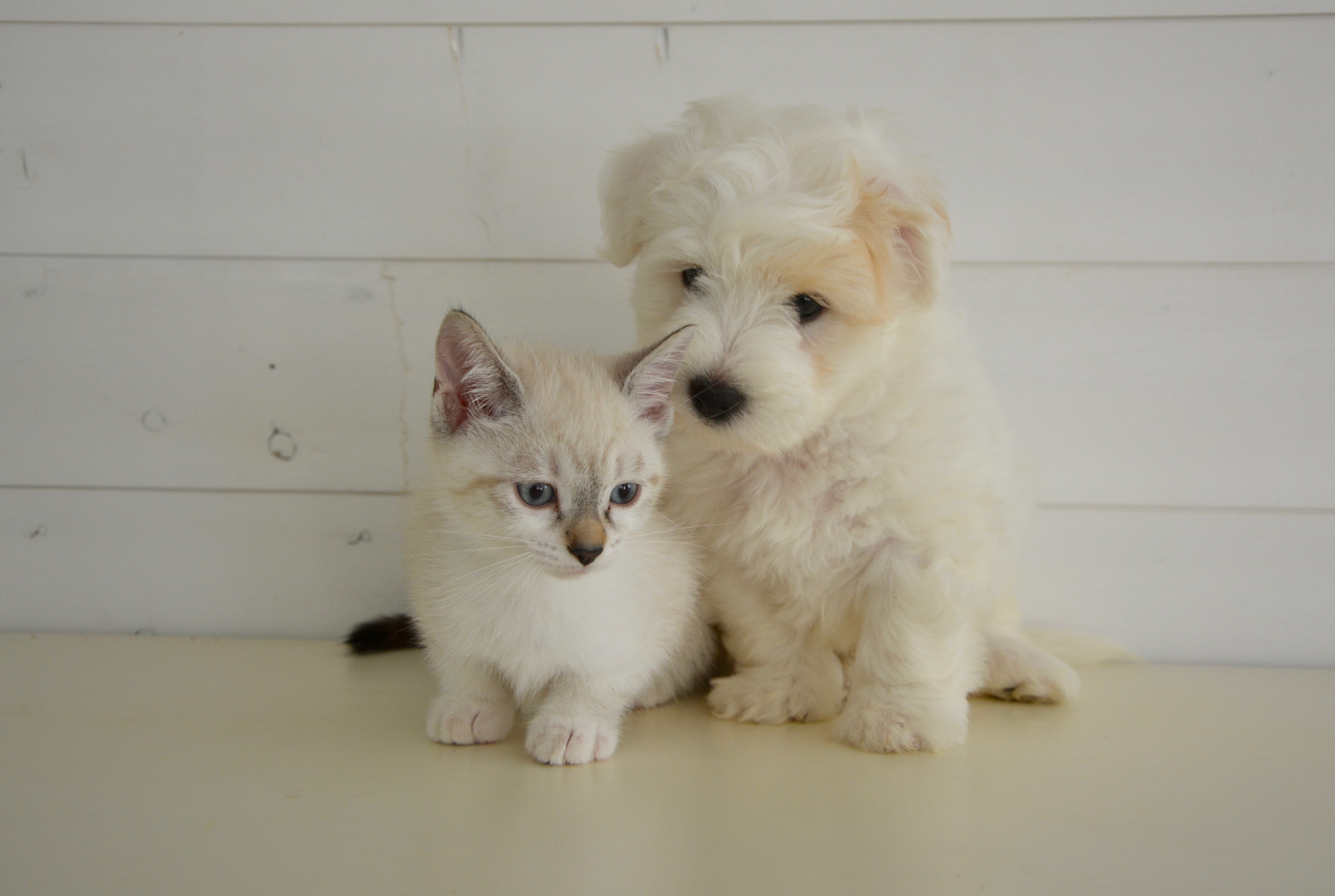 indoors, pets, portrait, nature, puppy, domestic animals, beside, animals, small, domestic, animal themes, vertebrate, dog cat, 5K, sitting, Kitten, Domestic Animal, HD Wallpaper