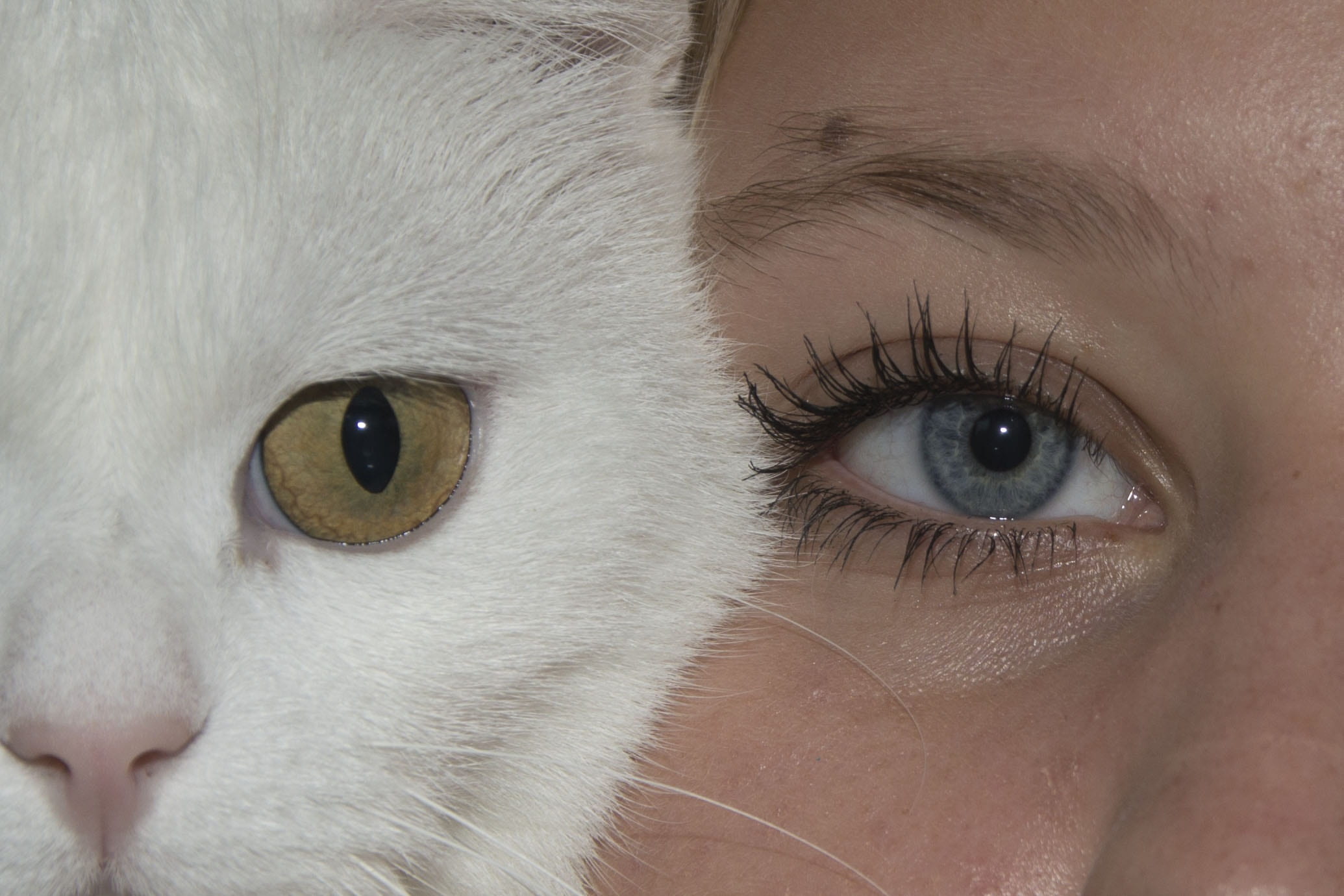 blue, human face, creative, domestic animals, home made, people, animal eye, close, woman, vertebrate, whisker, funny, pet, domestic, mammal, 1080P, fur, HD Wallpaper