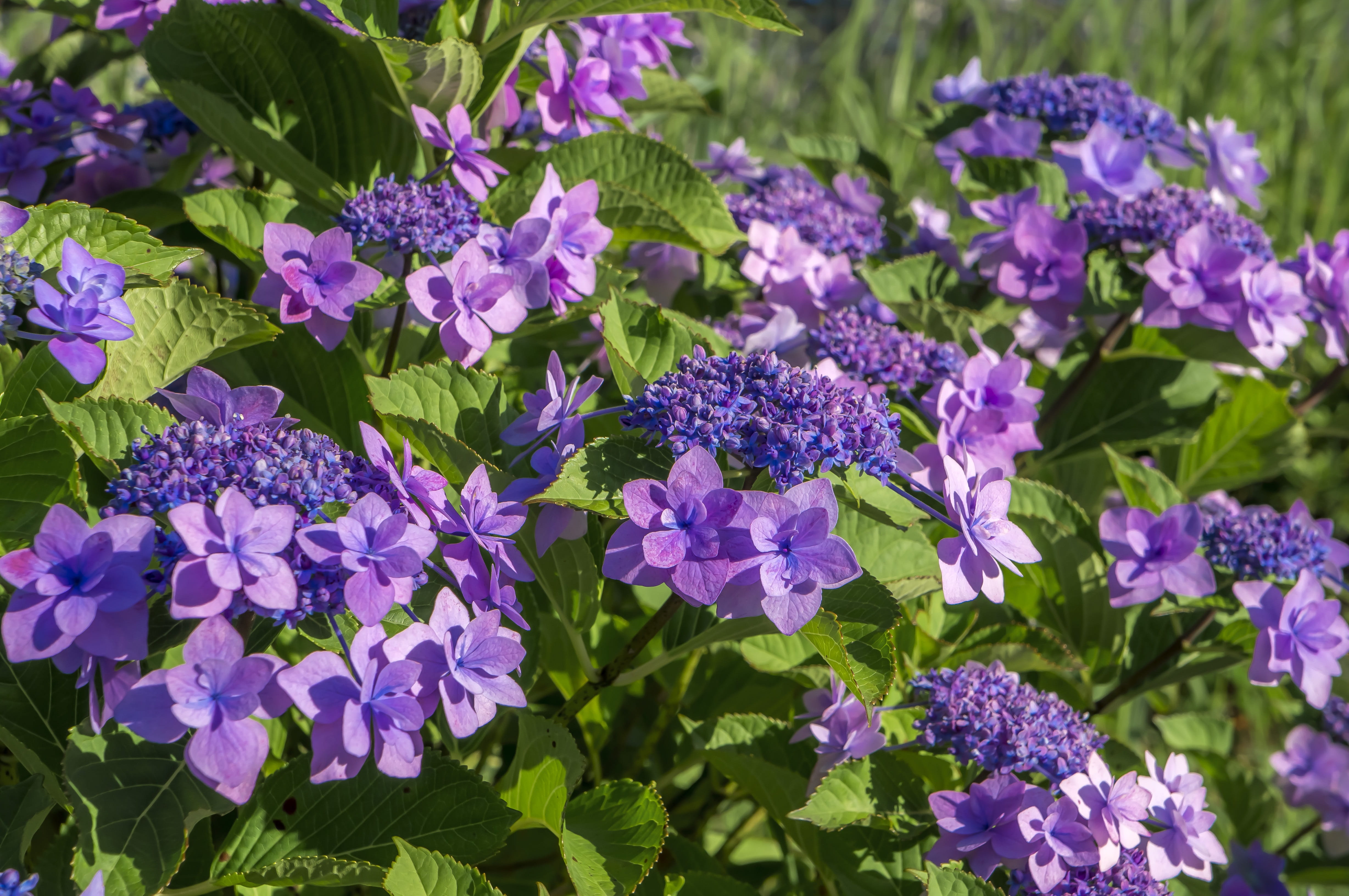 rainy season, inflorescence, blue-purple hydrangea, blue purple hydrangea flowers, vulnerability, nature, petal, garden, blue purple flowers, fragility, HD Wallpaper