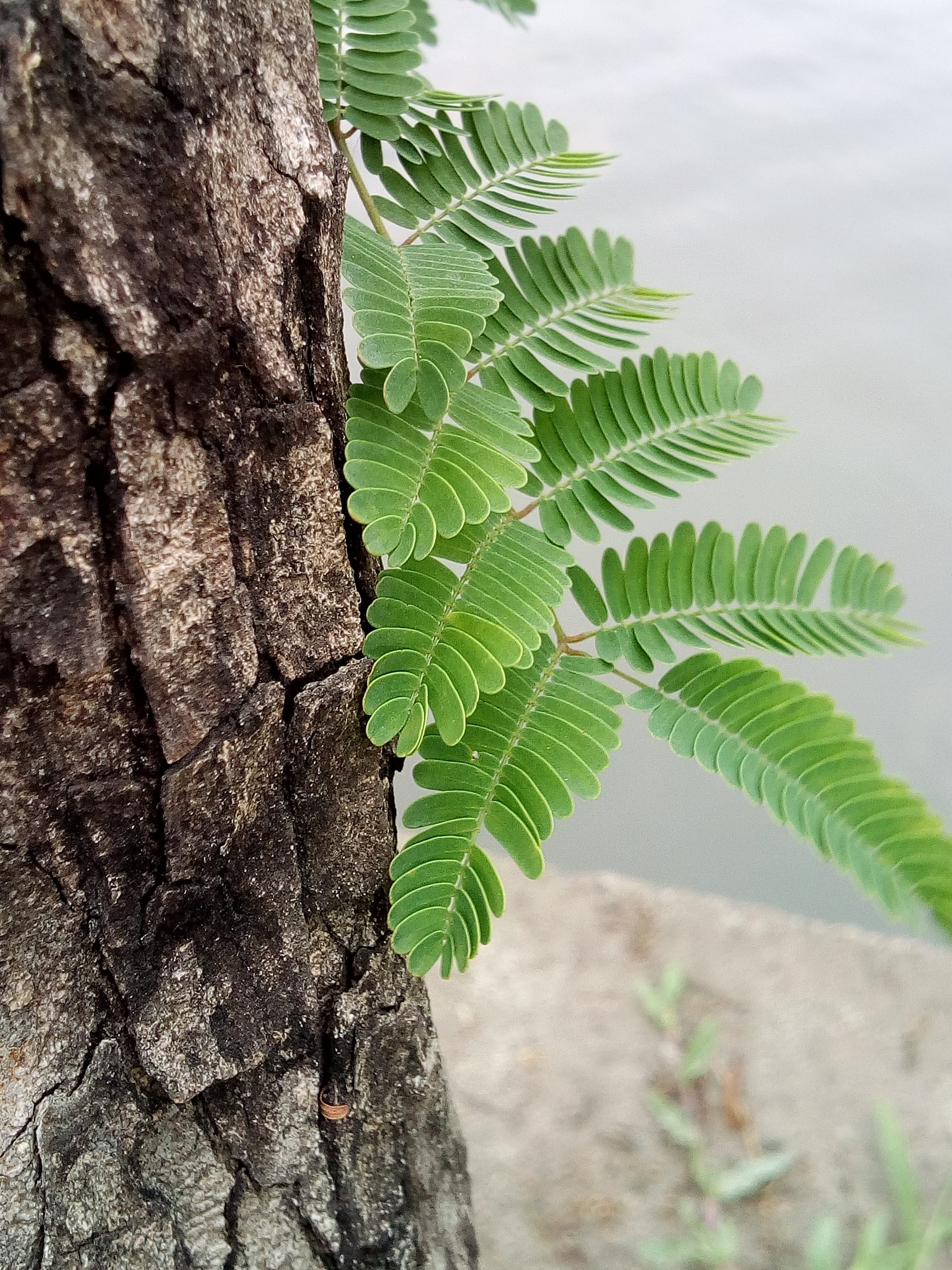 selective focus, tree trunk, outdoors, autumn leaves, leaf, plant, beauty in nature, the amount of the light, tamarind leaves, Light, refreshing, green color, Phone HD Wallpaper