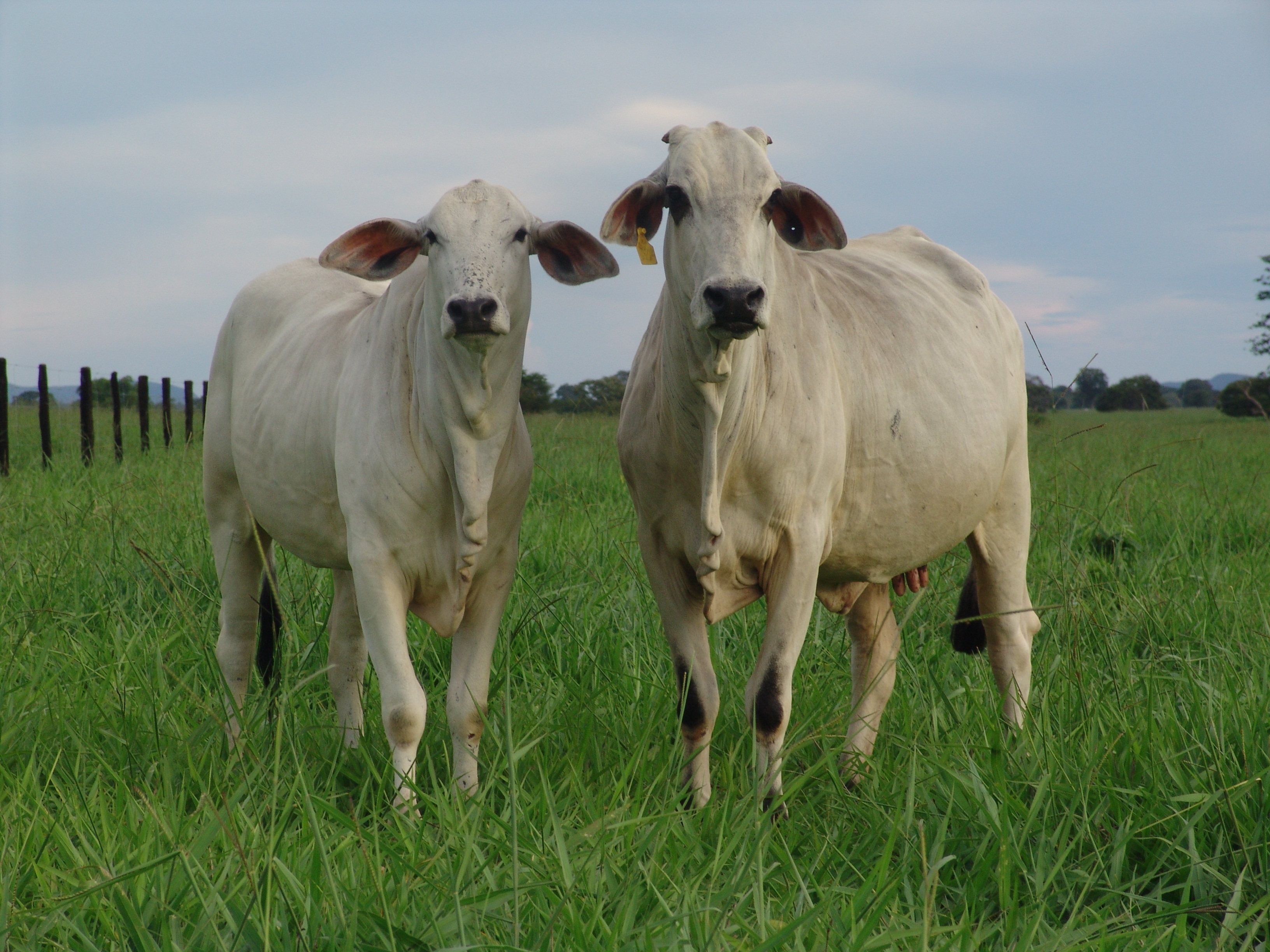 plant, domestic, heifer, array, animal themes, vertebrate, environment, standing, pets, domestic animals, group of animals, animal, landscape, sky, cattle, HD Wallpaper