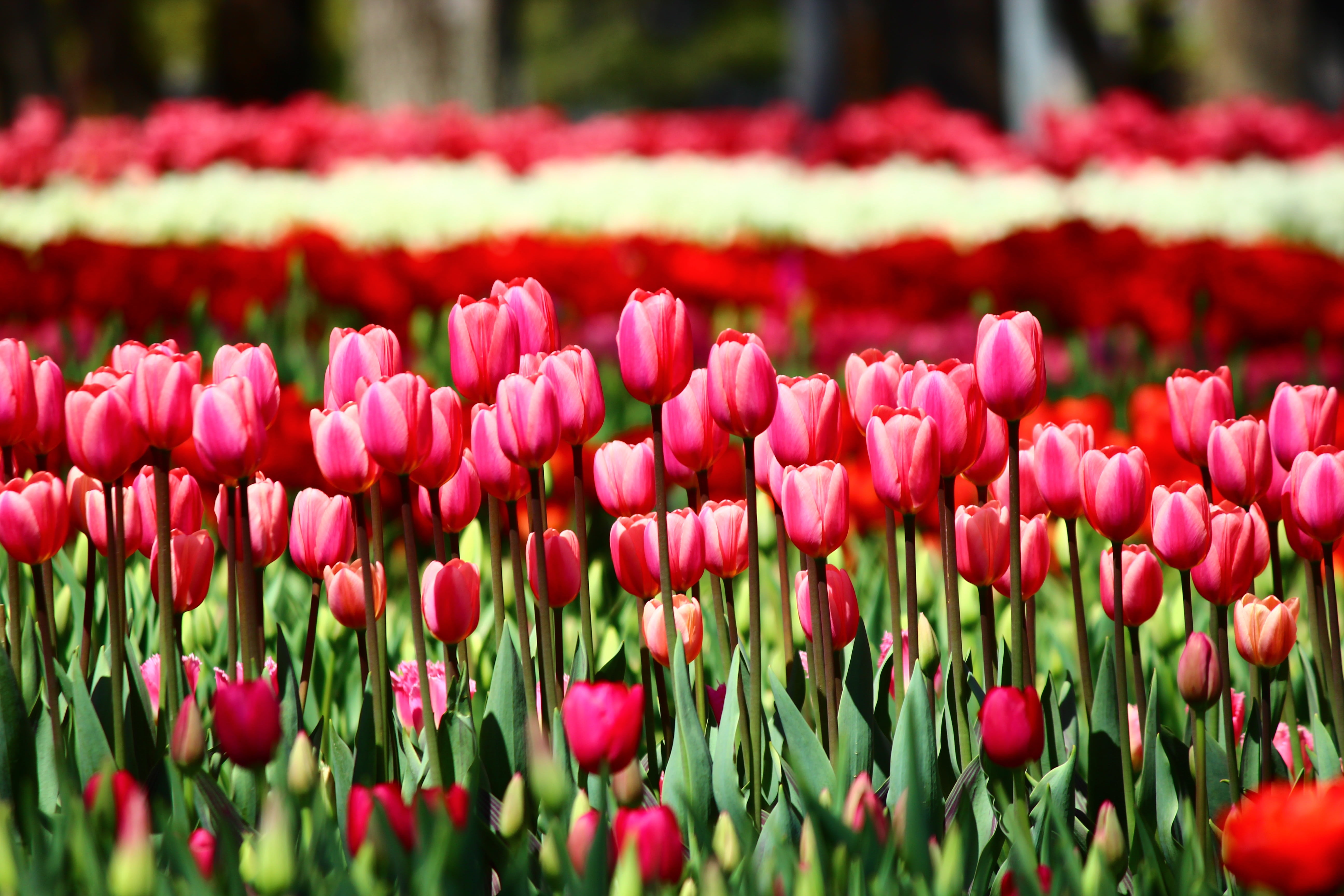 red tulips, gardening, flowerbed, selective focus, nature, beauty in nature, freshness, plant, field, ornamental garden, outdoors, fragility, tulips that can summon, HD Wallpaper