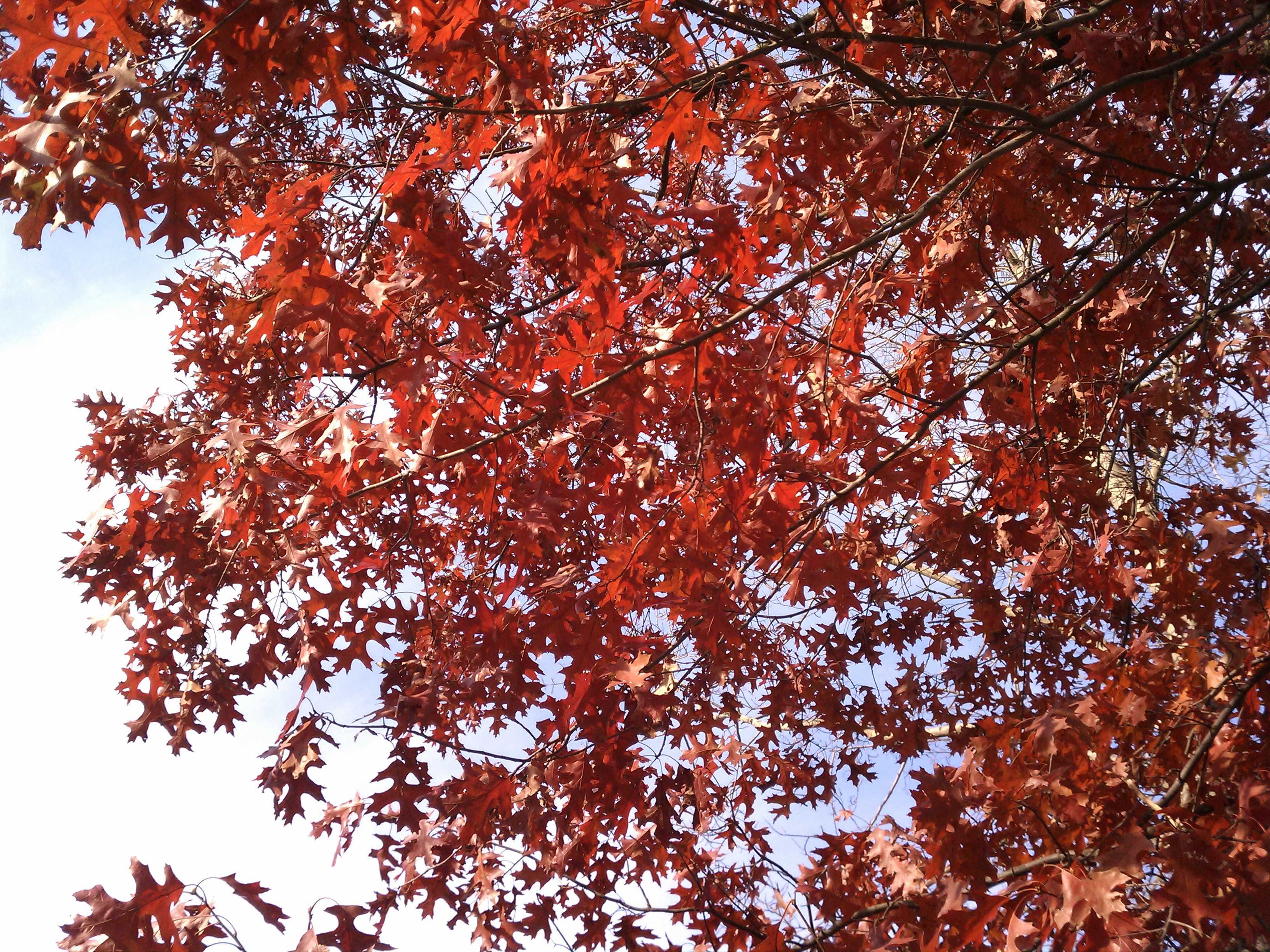 tranquility, color, forest, proudly, red, growth, leaf, arrayed, beauty in nature, oak, sky, 2K, plant, branches, backgrounds, autumn, fall, day, woods, HD Wallpaper