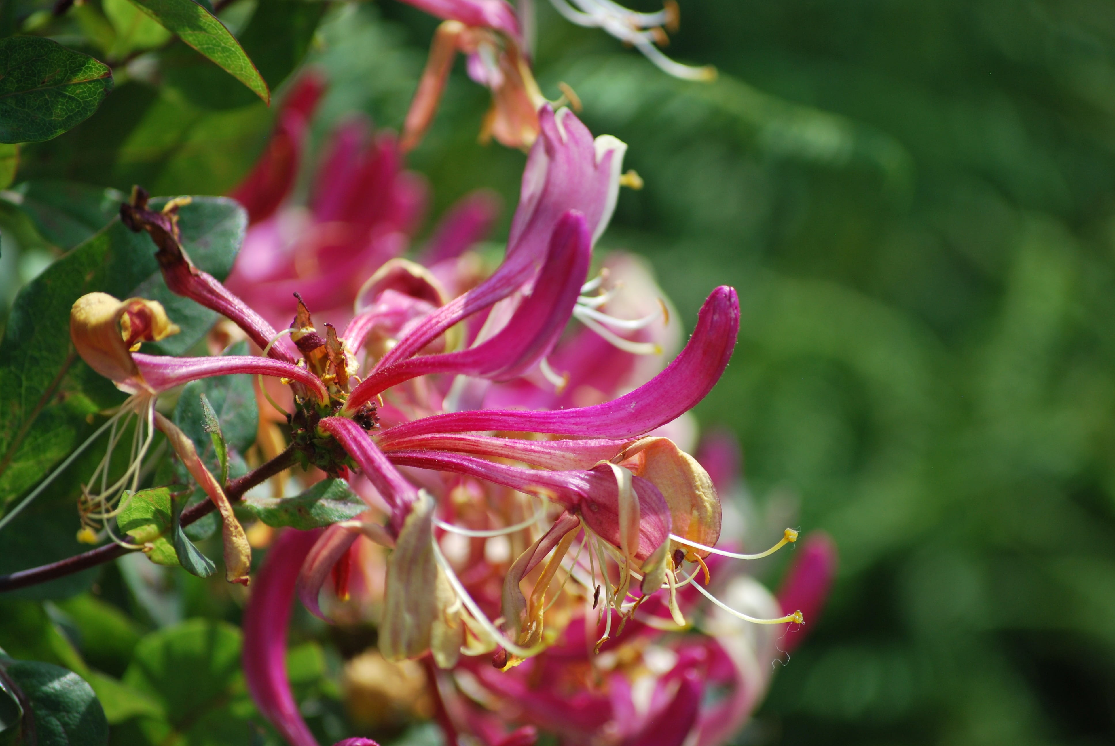 leaf, freshness, selective focus, 4K, beauty in nature, close-up, honeysuckle, focus on foreground, growth, vulnerability, flower head, flowering plant, HD Wallpaper