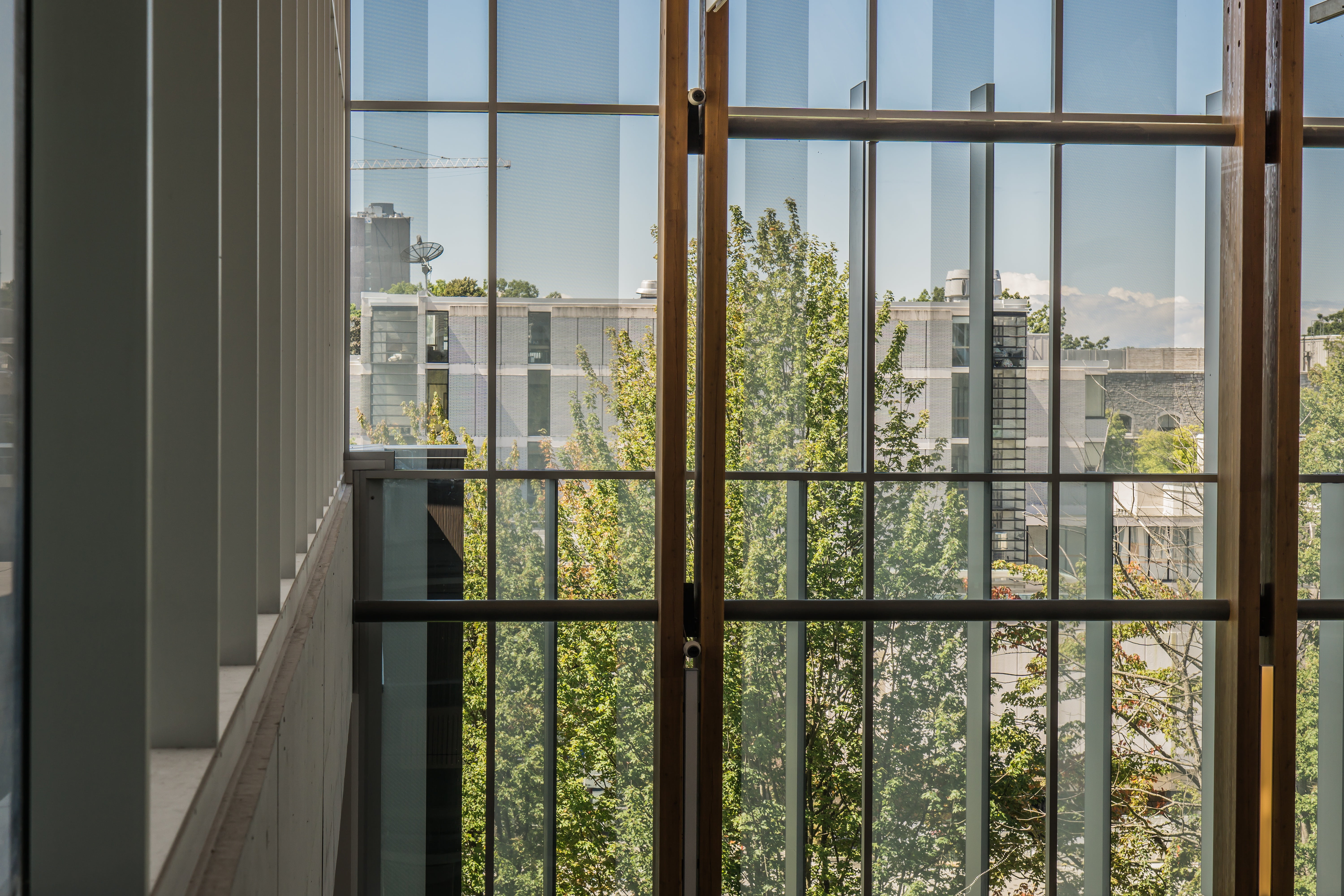 tree, 5K, curtain, green color, city, glass, transparent, university, plant, indoors, sky, architecture, looking Through Window, wood, building, glass - Material, HD Wallpaper