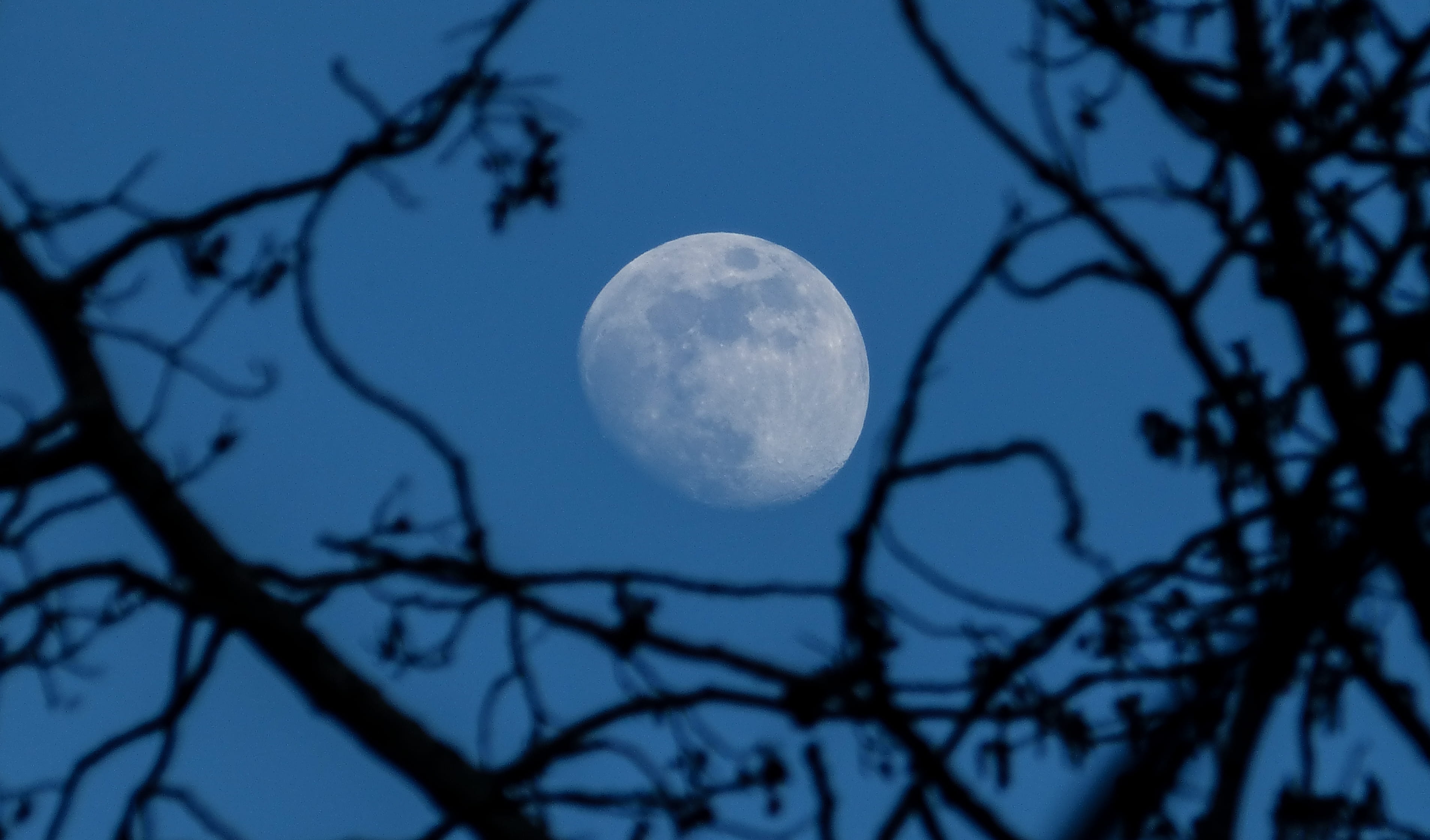 canada, sky, outer space, beauty in nature, shape, 2K, branch, moonlight, circle, trees, withered, tree, nighttime, seen, no people, plant, black, universe, HD Wallpaper