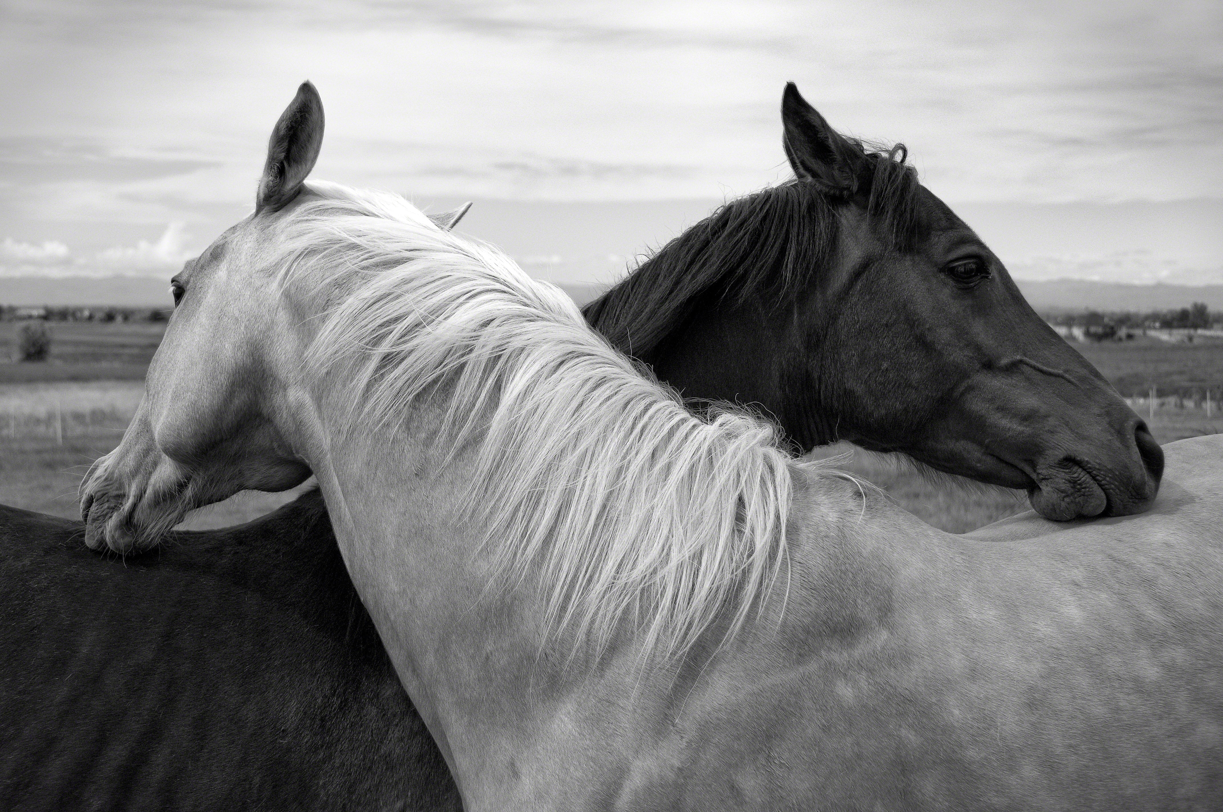 stallion, meadow, bay Horse, horses, day, profile view, two, beauty In Nature, thoroughbred Horse, pets, domestic Animals, black Color, livestock, mammal, HD Wallpaper