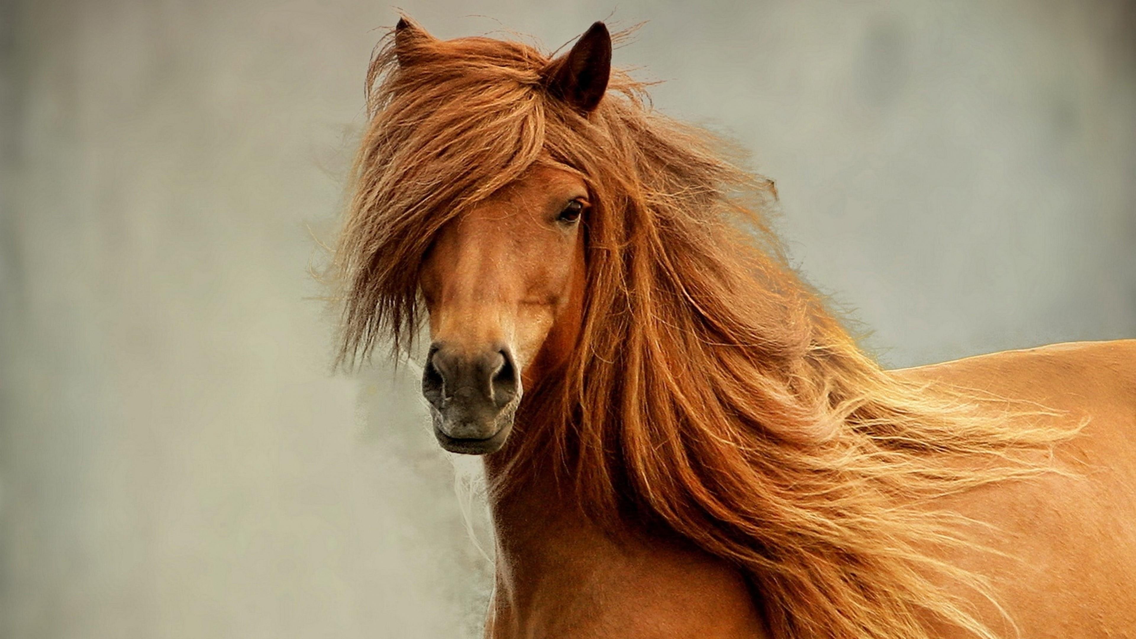 red horse, 4K, horse, beautiful, mane, HD Wallpaper