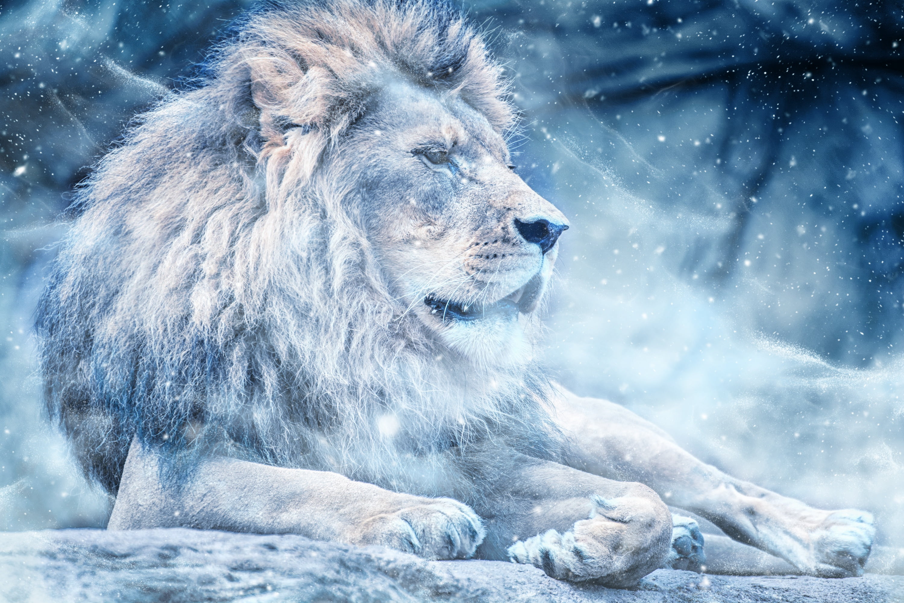 cold temperature, outdoors, mammal, winter, animal wildlife, vertebrate, beauty in nature, blizzard, ice, one animal, snow, lion, day, 2K, animals in the wild, HD Wallpaper