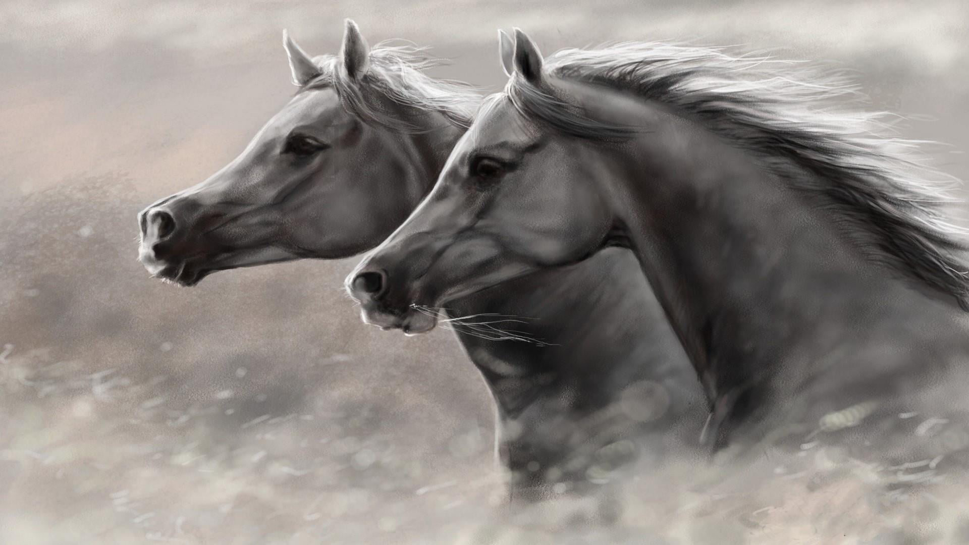 outdoors, animal head, black and white, pets, domestic, monochrome, one animal, artwork, no people, animal, stallion, mane, day, domestic animals, 1080P, HD Wallpaper
