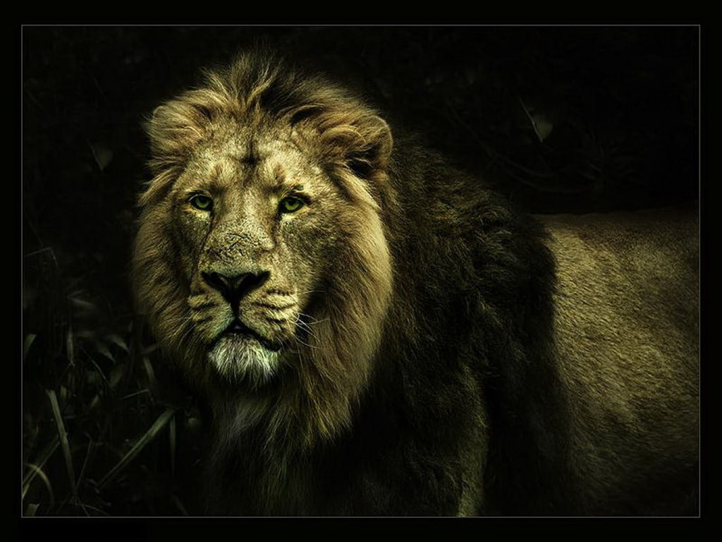 photography, jungle, beast, king, abstract, art, 480P, hd, HD Wallpaper