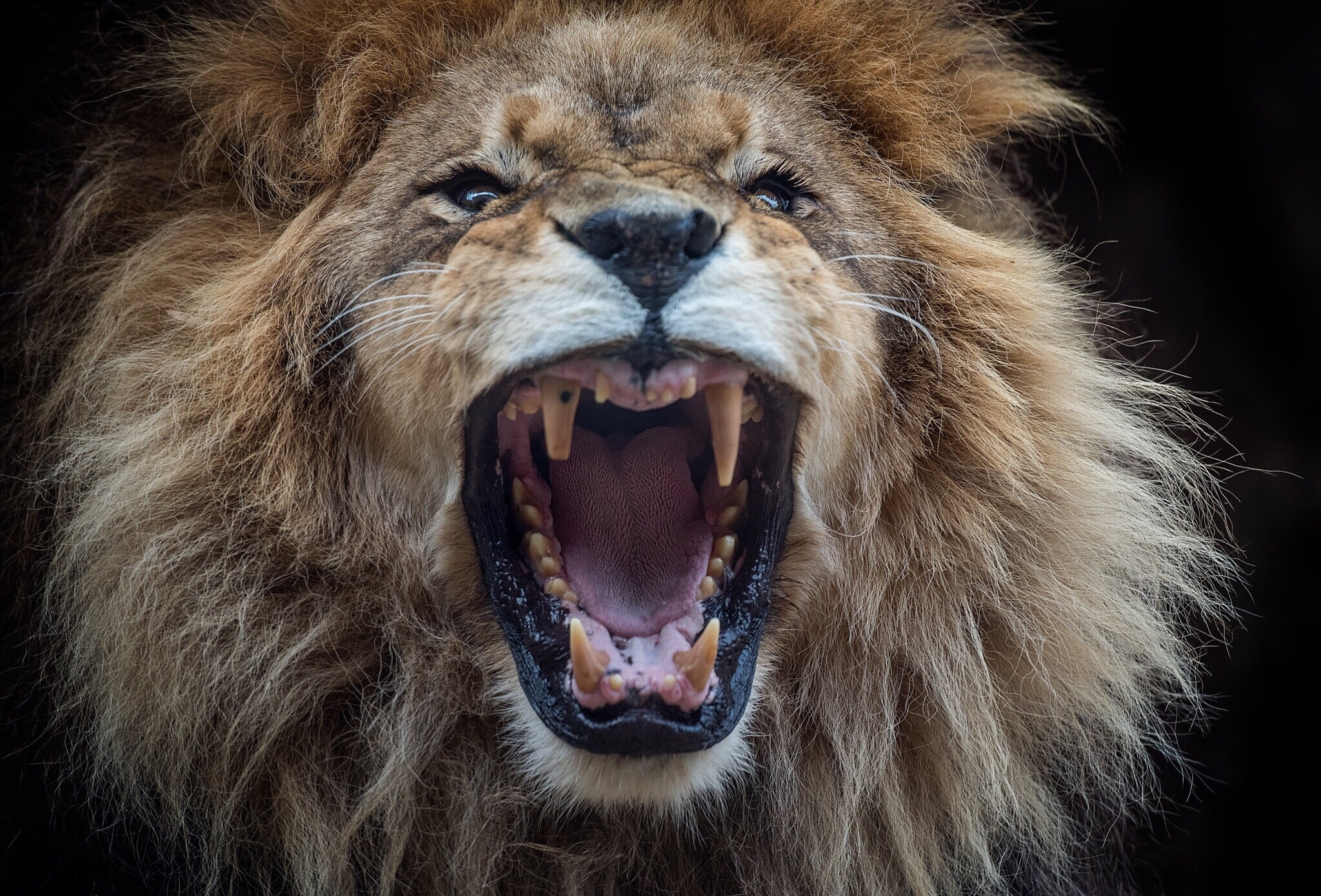animal mouth, snarling, animal body part, mouth open, mouth, close-up, aggression, 1080P, animal teeth, negative emotion, fangs, mammal, portrait, face, HD Wallpaper