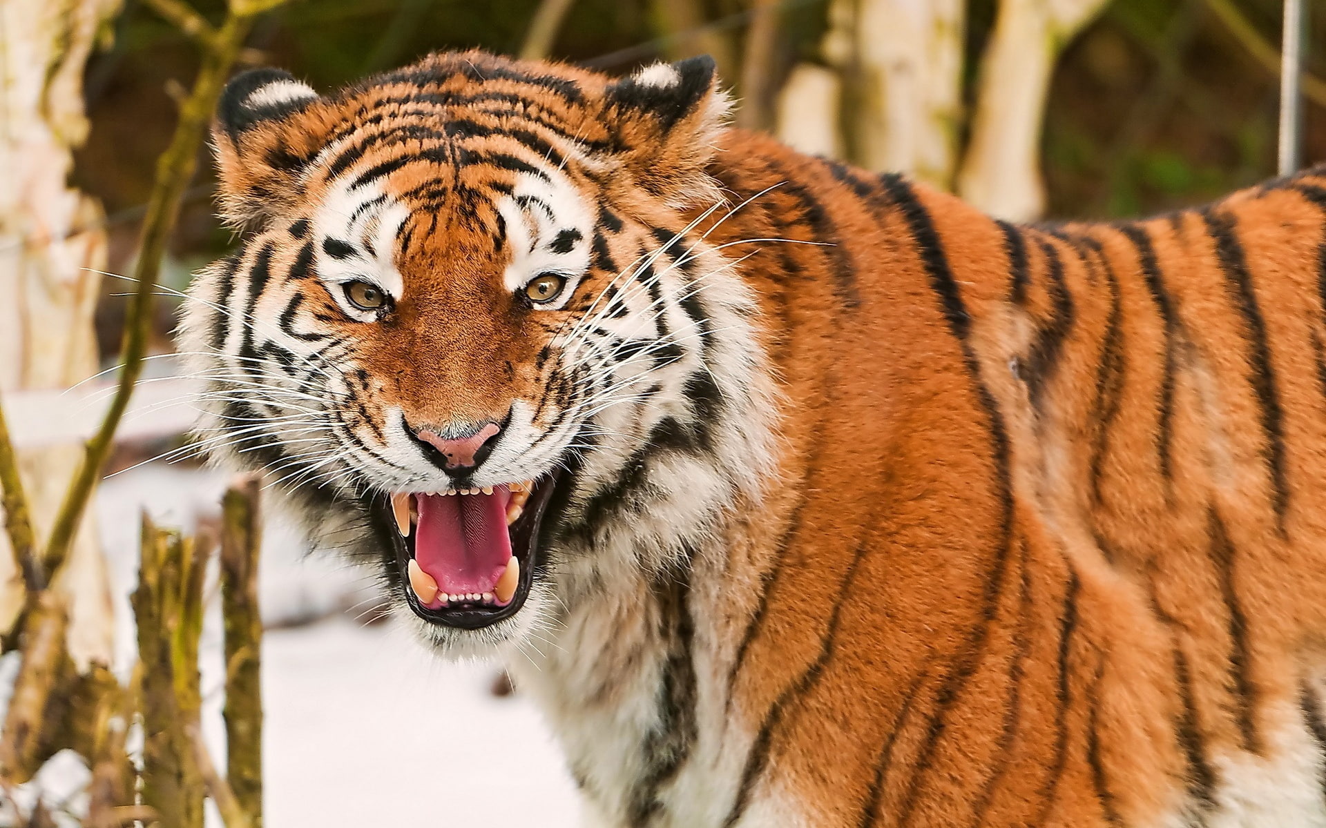 1080P, King, Beasts, Tiger, HD Wallpaper