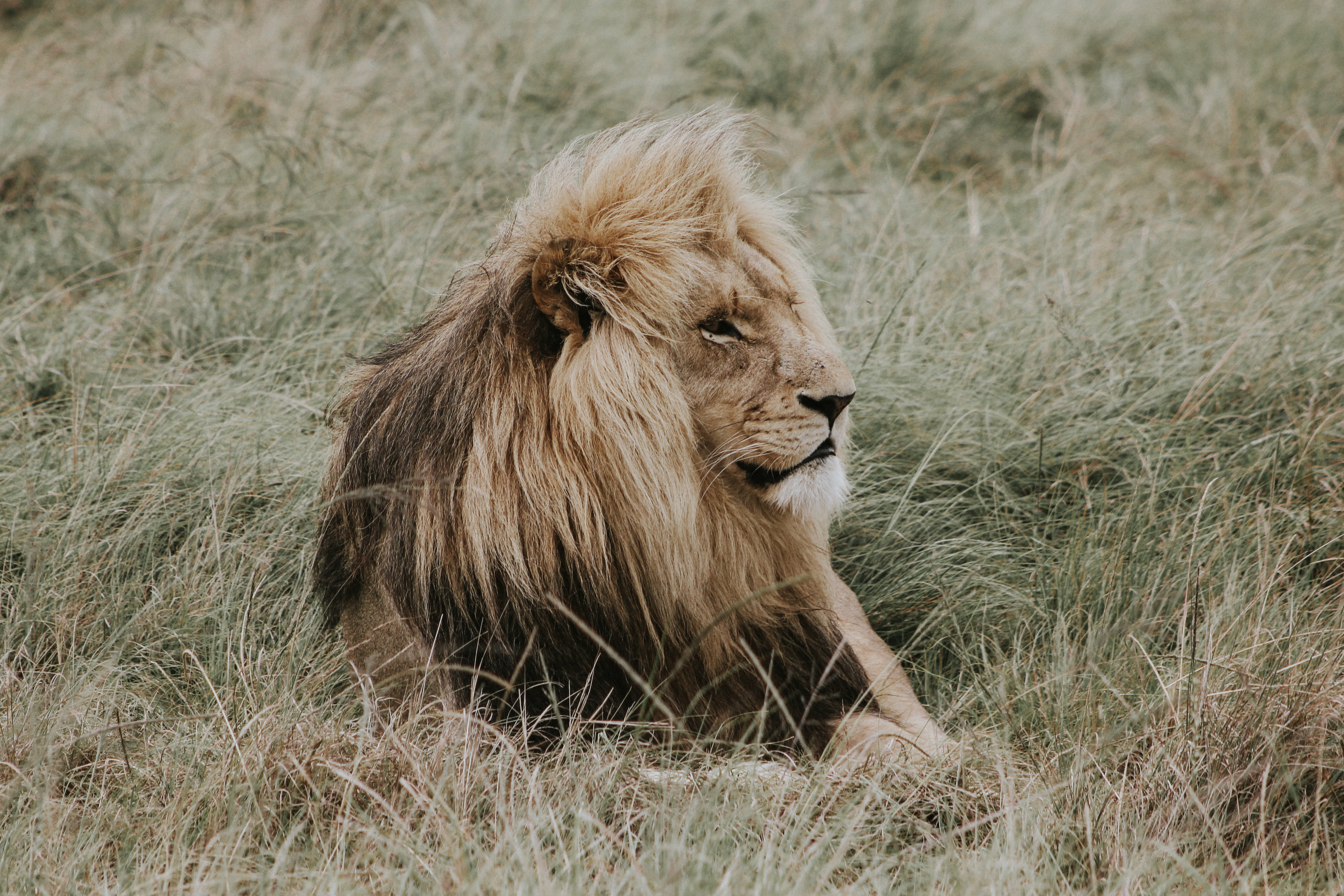 day, animal Head, south Africa, lioness, safari Animals, wildlife Reserve, danger, lion - Feline, big Cat, large, female Animal, lion, land, animals In The Wild, HD Wallpaper