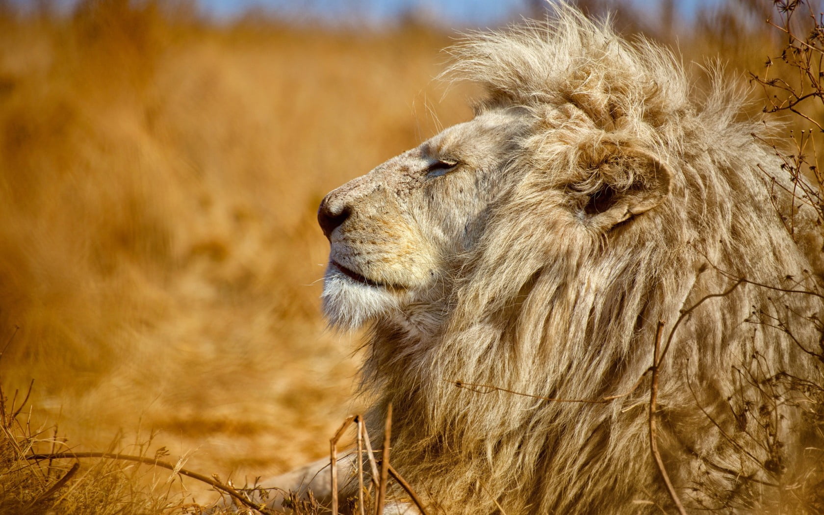 plain, livestock, domestic, africa, king of beasts, pets, lion, vertebrate, brown, tanzania, fur, outdoors, animal, profile, mane, focus on foreground, HD Wallpaper