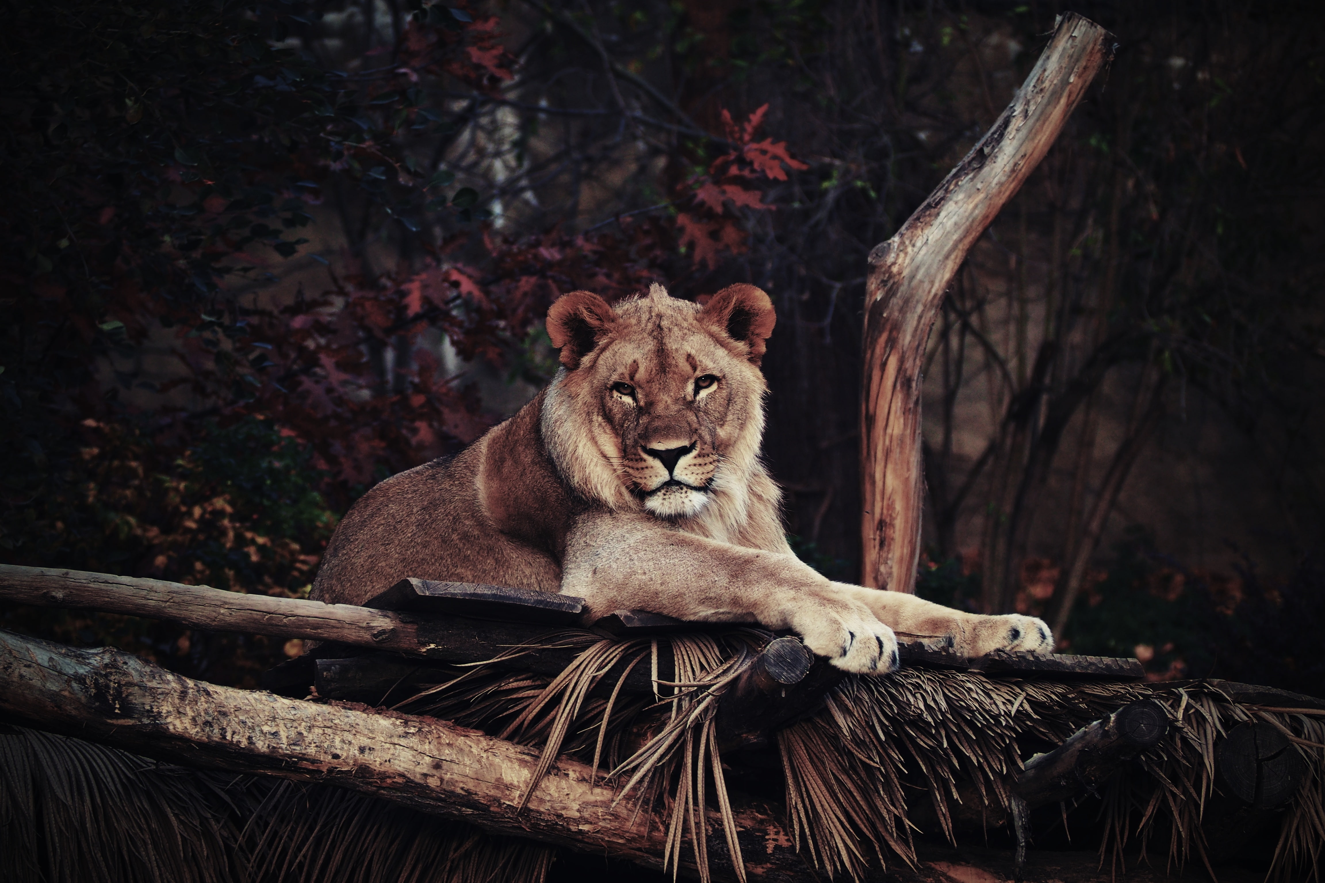 lying, king of beasts, predator, lion, 4K, HD Wallpaper