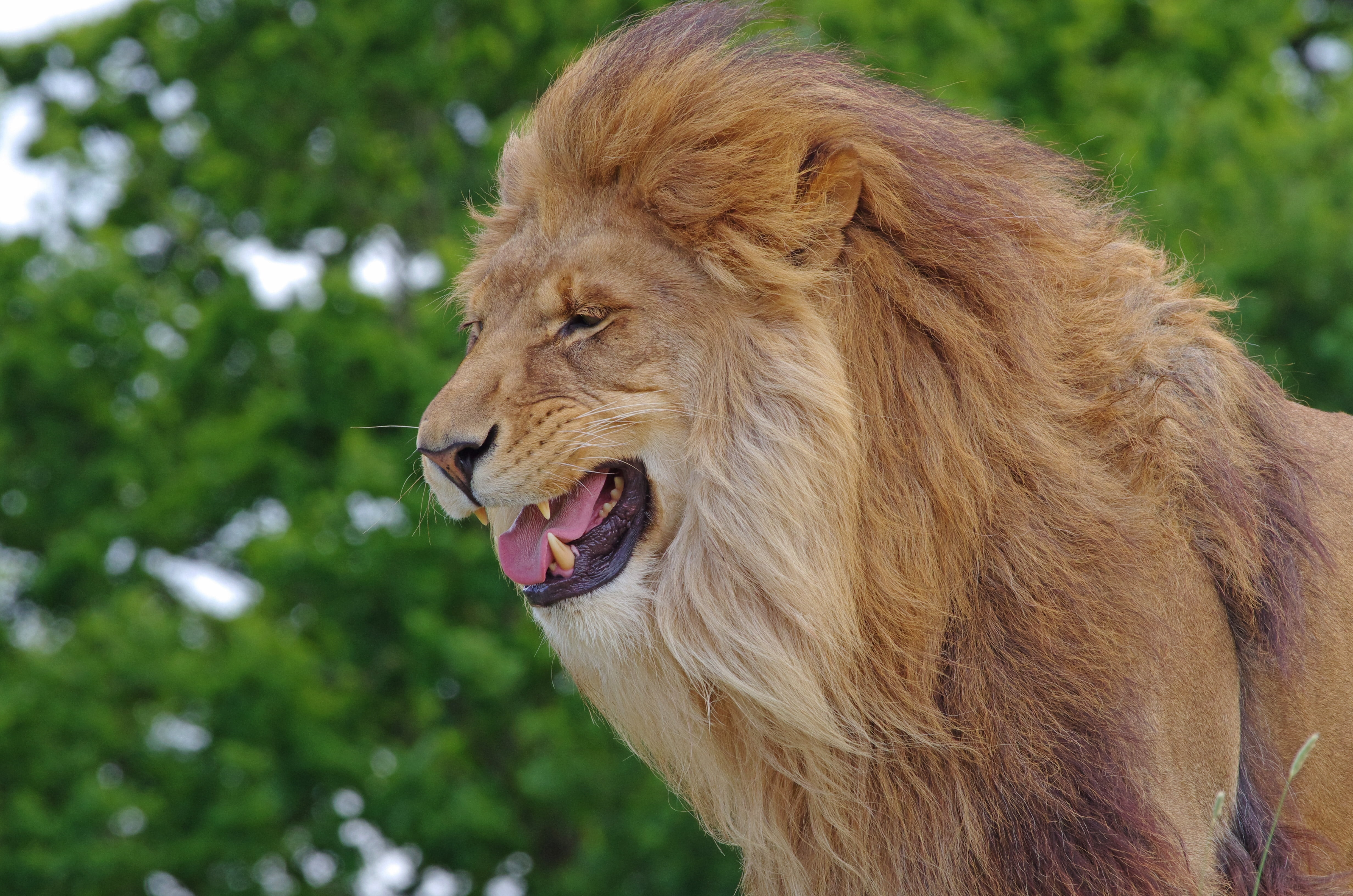 mammal, big Cat, animal, cat, undomesticated Cat, animal Head, wildlife, animals In The Wild, male Animal, snarling, aggression, one animal, animal mouth, HD Wallpaper