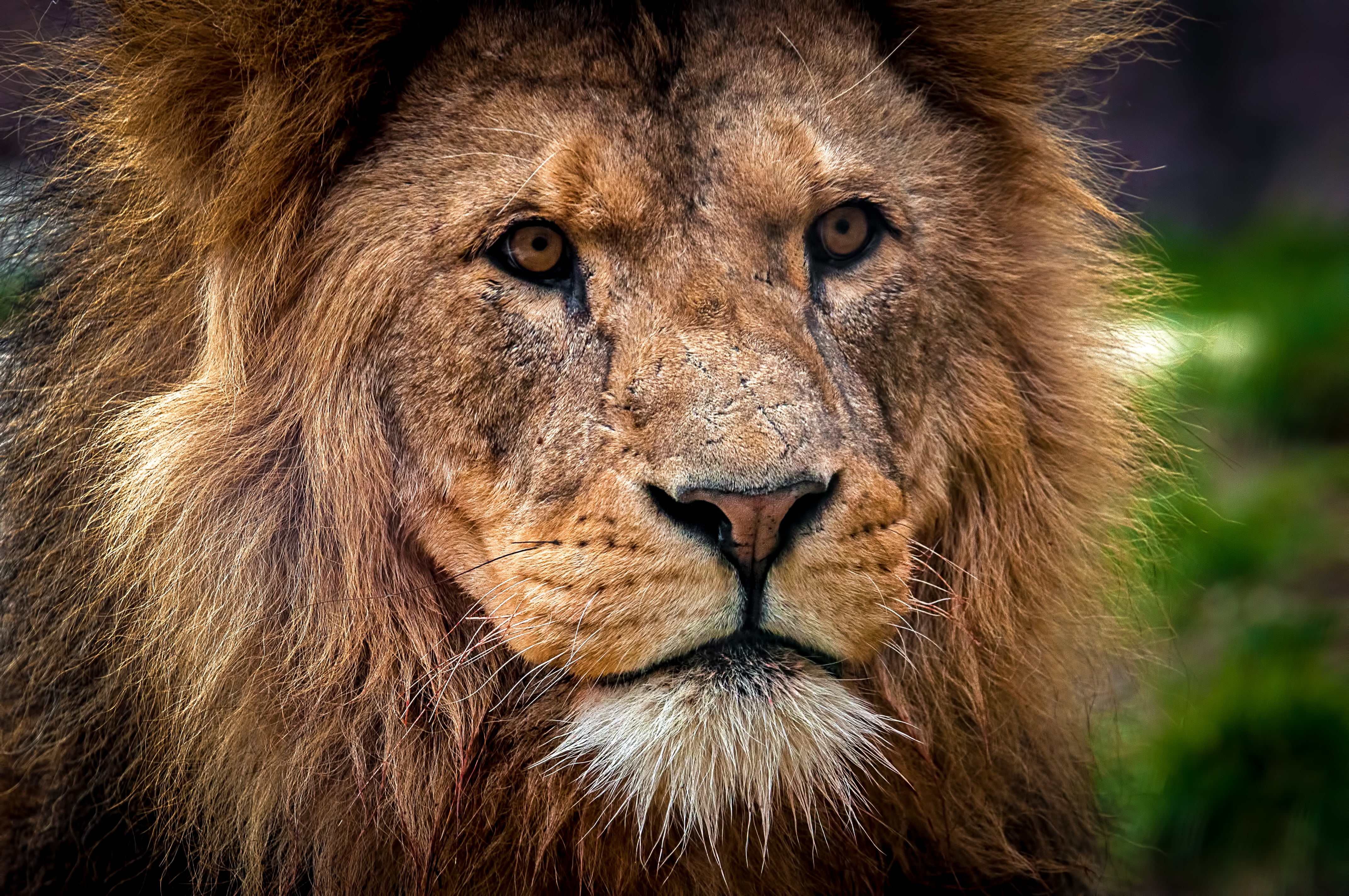 national Park, animals And Pets, close-up, male Animal, cat, mane, animals Hunting, portrait, animal body part, safari, nature, savannah, feline, endangered Species, HD Wallpaper