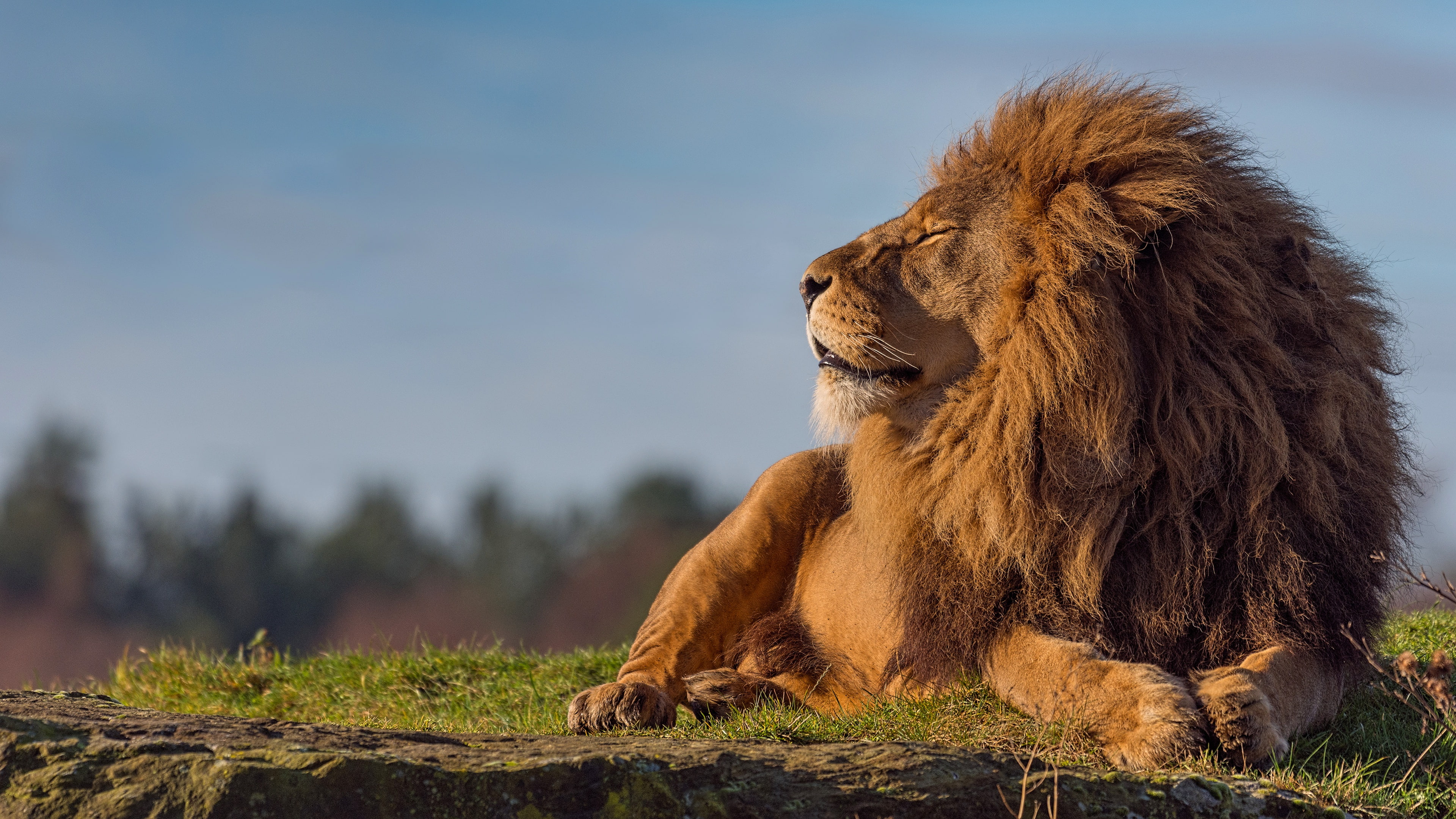 paws, Leo, face, important, pose, the sky, cats, blue background, profile, wild cats, closed eyes, background, lies, the king of beasts, stone, beast, mane, HD Wallpaper