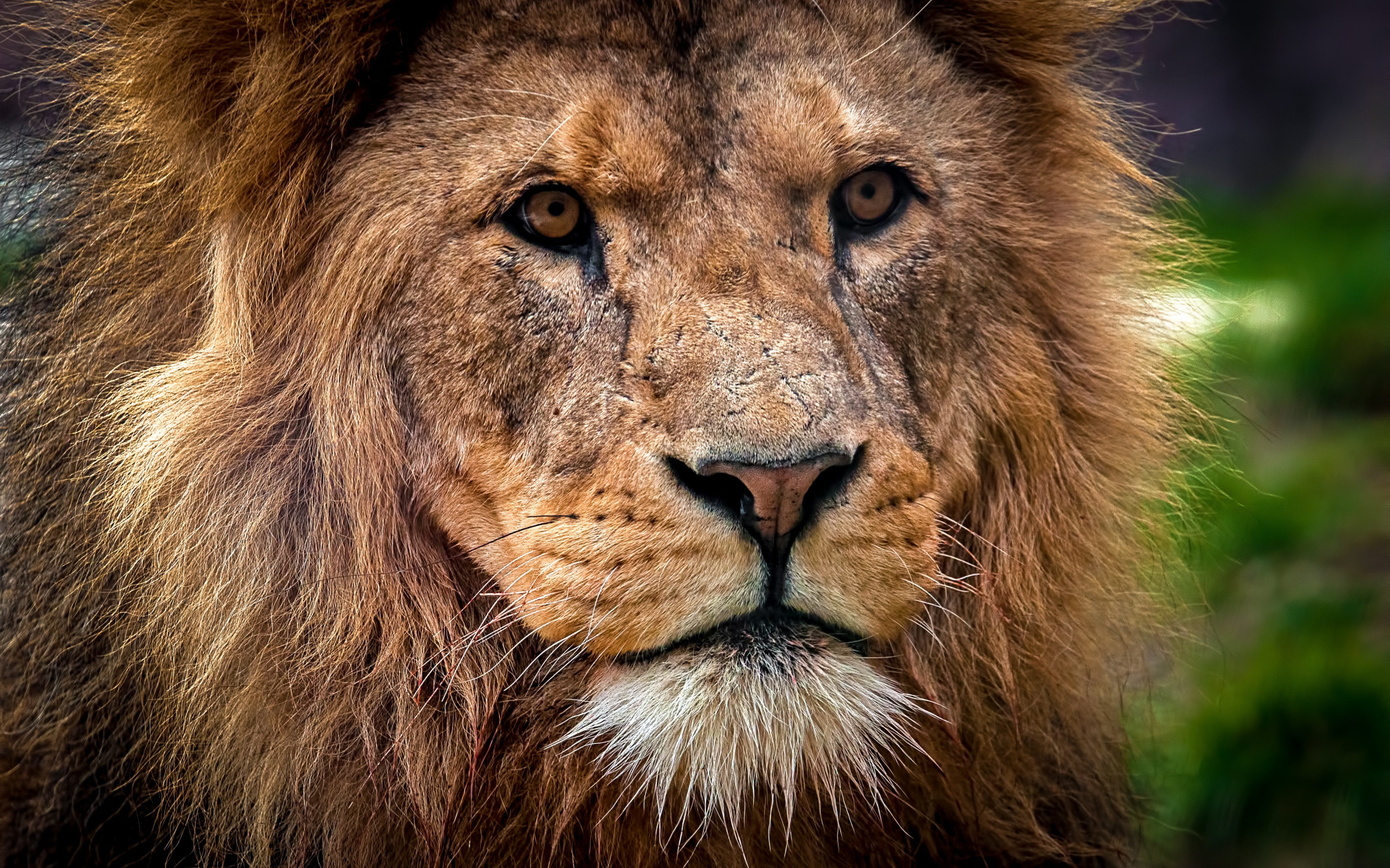 close-up, lion, predator backgrounds, download 3840x2400 lion, 4K, king of beasts, muzzle, HD Wallpaper