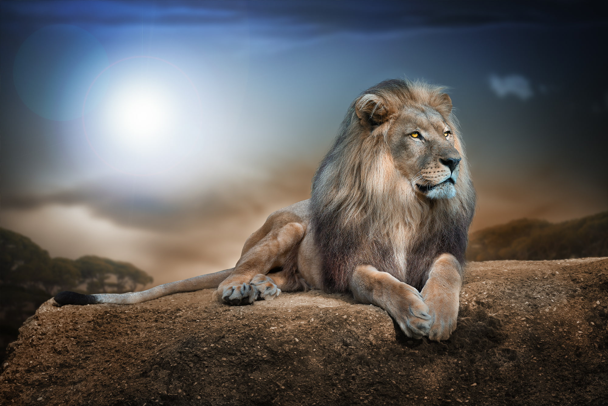 king, beasts, portrait, 1080P, lion, HD Wallpaper
