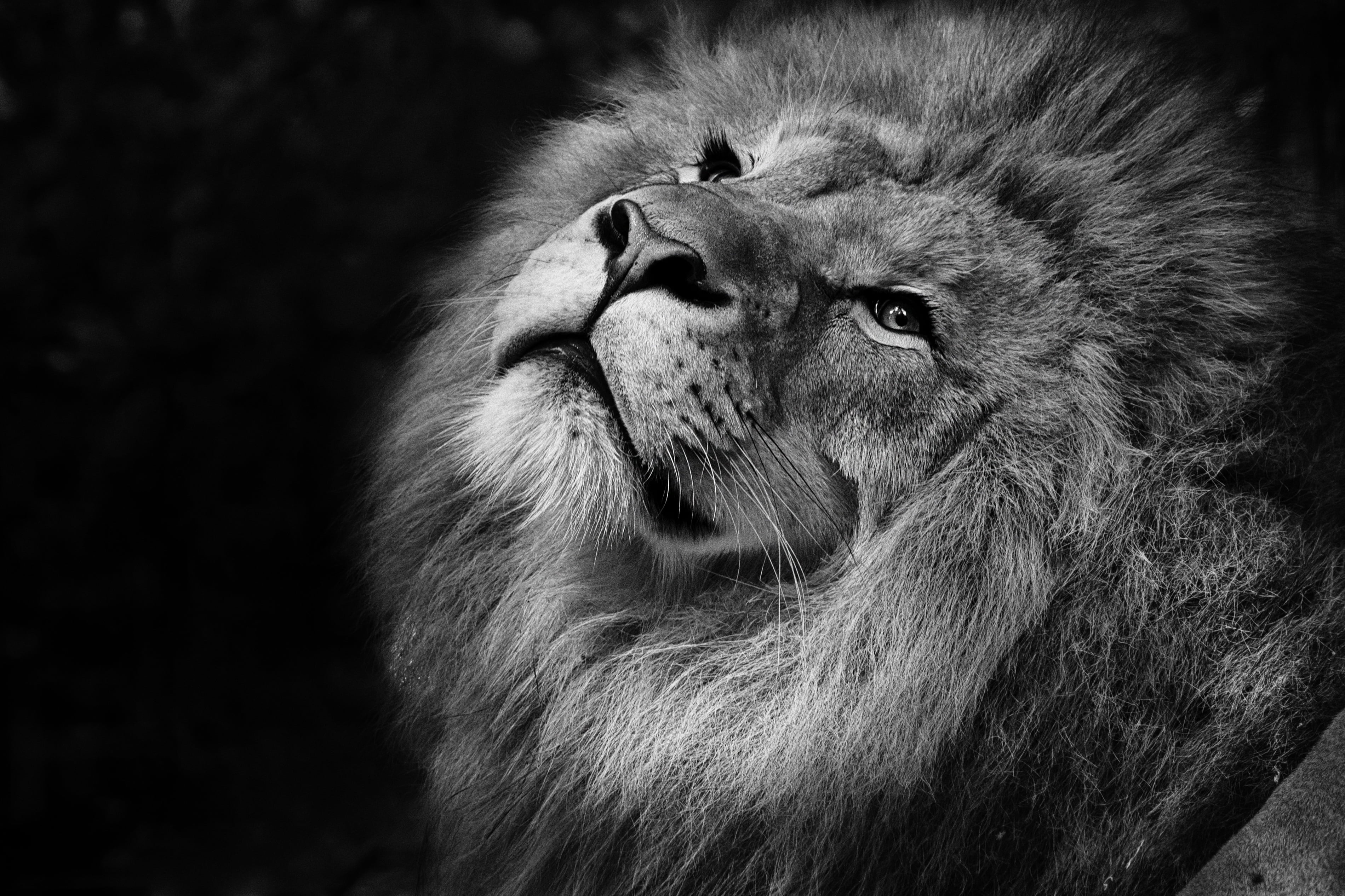 animals in the wild, monkey, feline, mane, close-up, animal wildlife, animal, hair, lion, vertebrate, animal head, lion - feline, animal hair, looking, HD Wallpaper