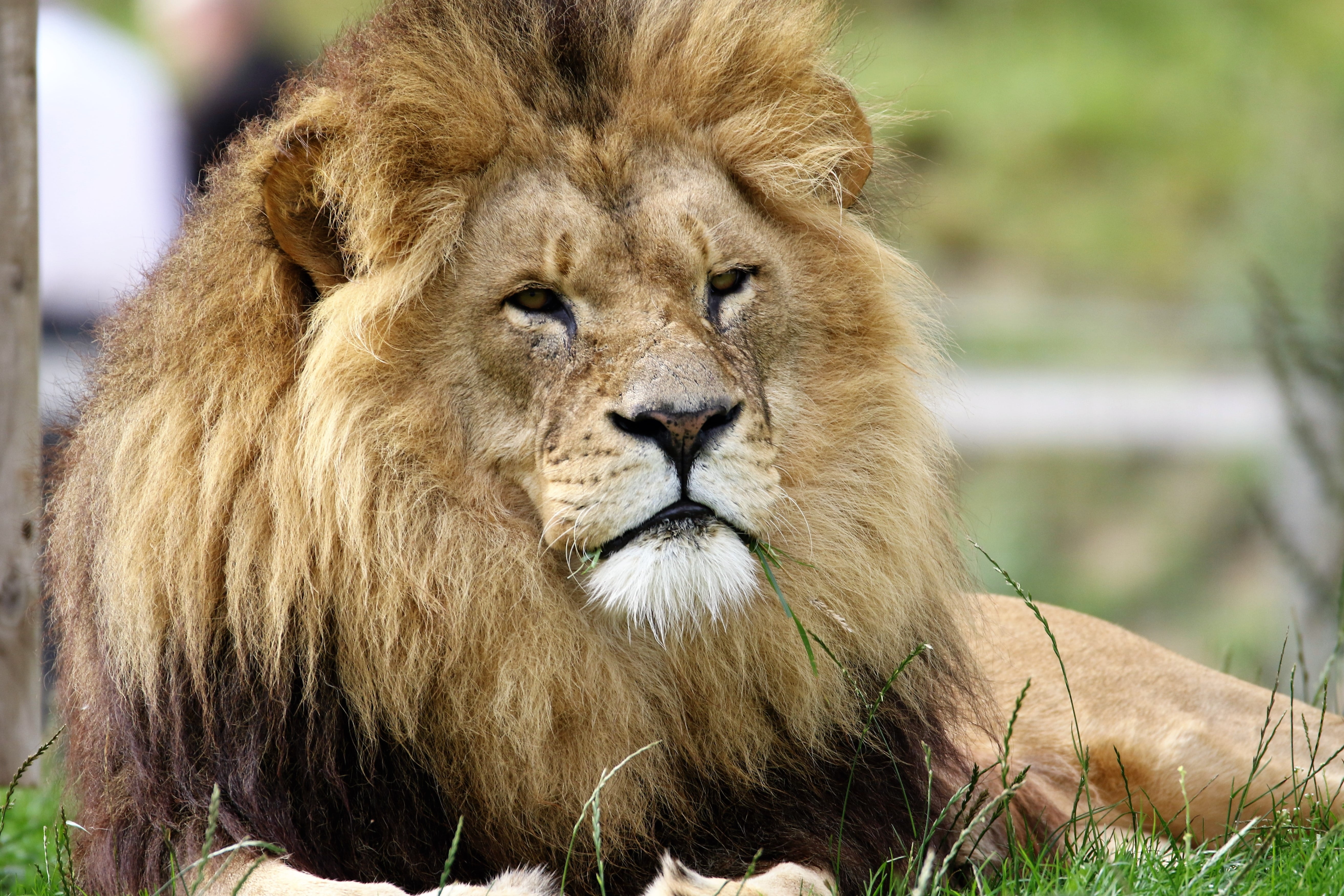 large, face, endangered, day, king, hunter, one animal, undomesticated Cat, male animal, animals In The Wild, head, 5K, focus on foreground, big Cat, cat, HD Wallpaper