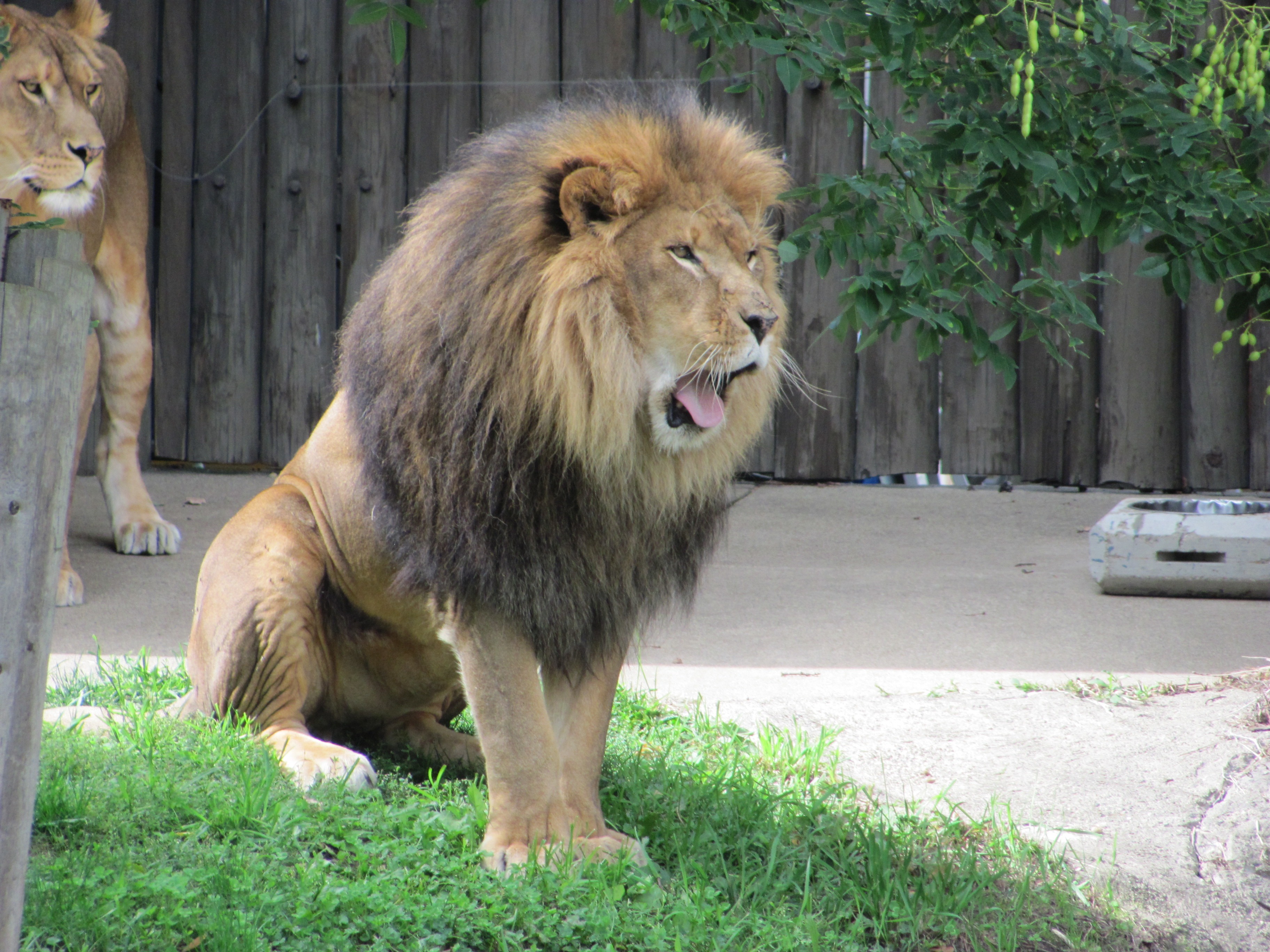 noble, animals In The Wild, male animal, creature, undomesticated Cat, animal wildlife, aggressive, zoology, animals in captivity, lion - Feline, whisker, HD Wallpaper