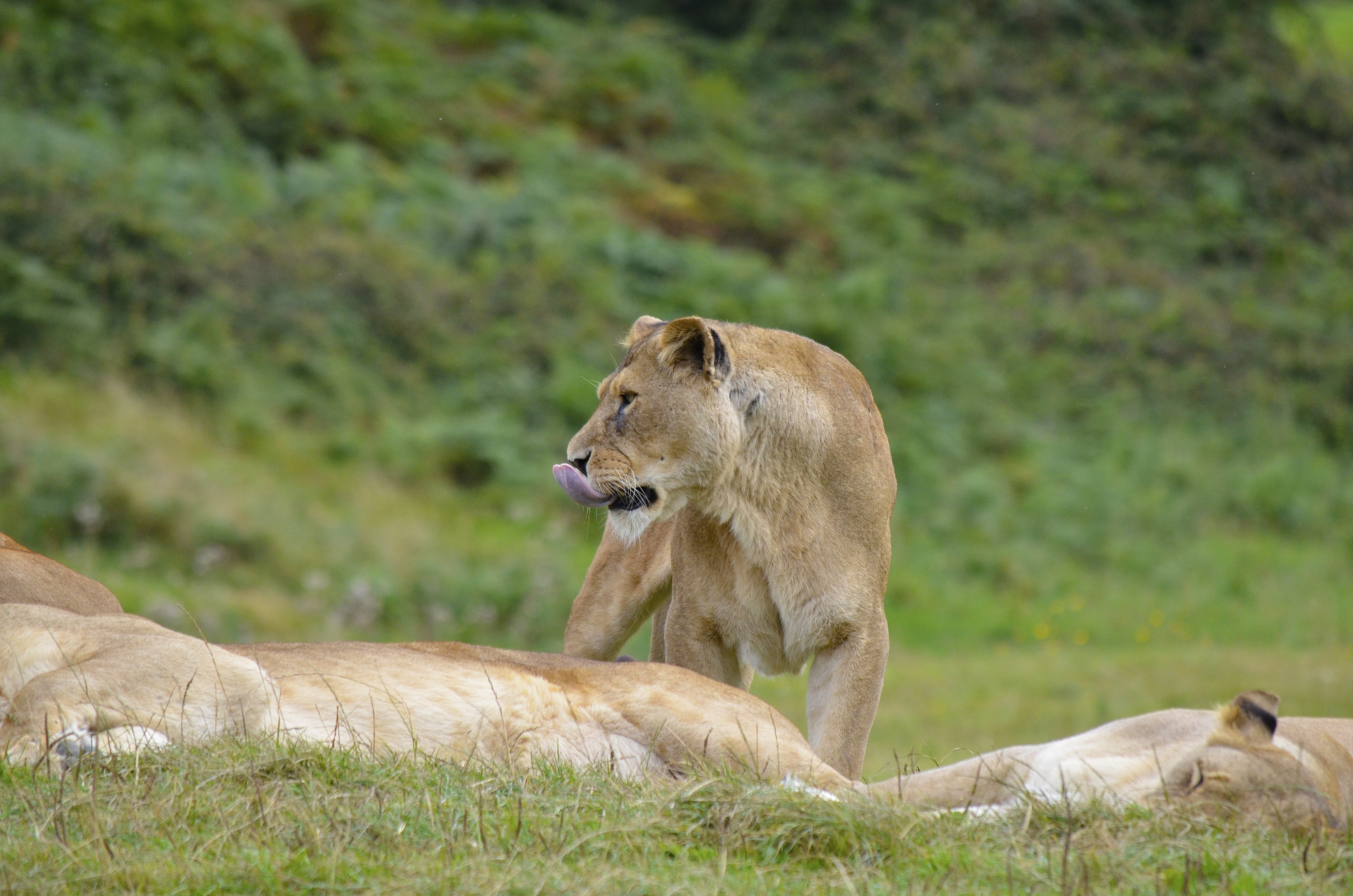 Wild, field, feline, wildlife Reserve, wilderness, undomesticated Cat, wilderness Area, safari, animal wildlife, no people, animal, grass, animal family, HD Wallpaper