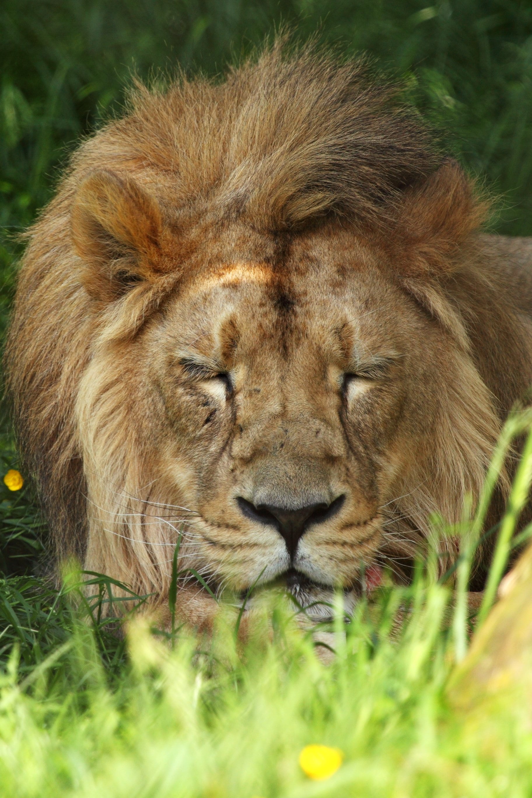 dangerous, male, mammal, animal wildlife, animal, nature, animal themes, rest, kenya, east Africa, undomesticated Cat, relaxation, 2K, carnivore, one animal, Phone HD Wallpaper