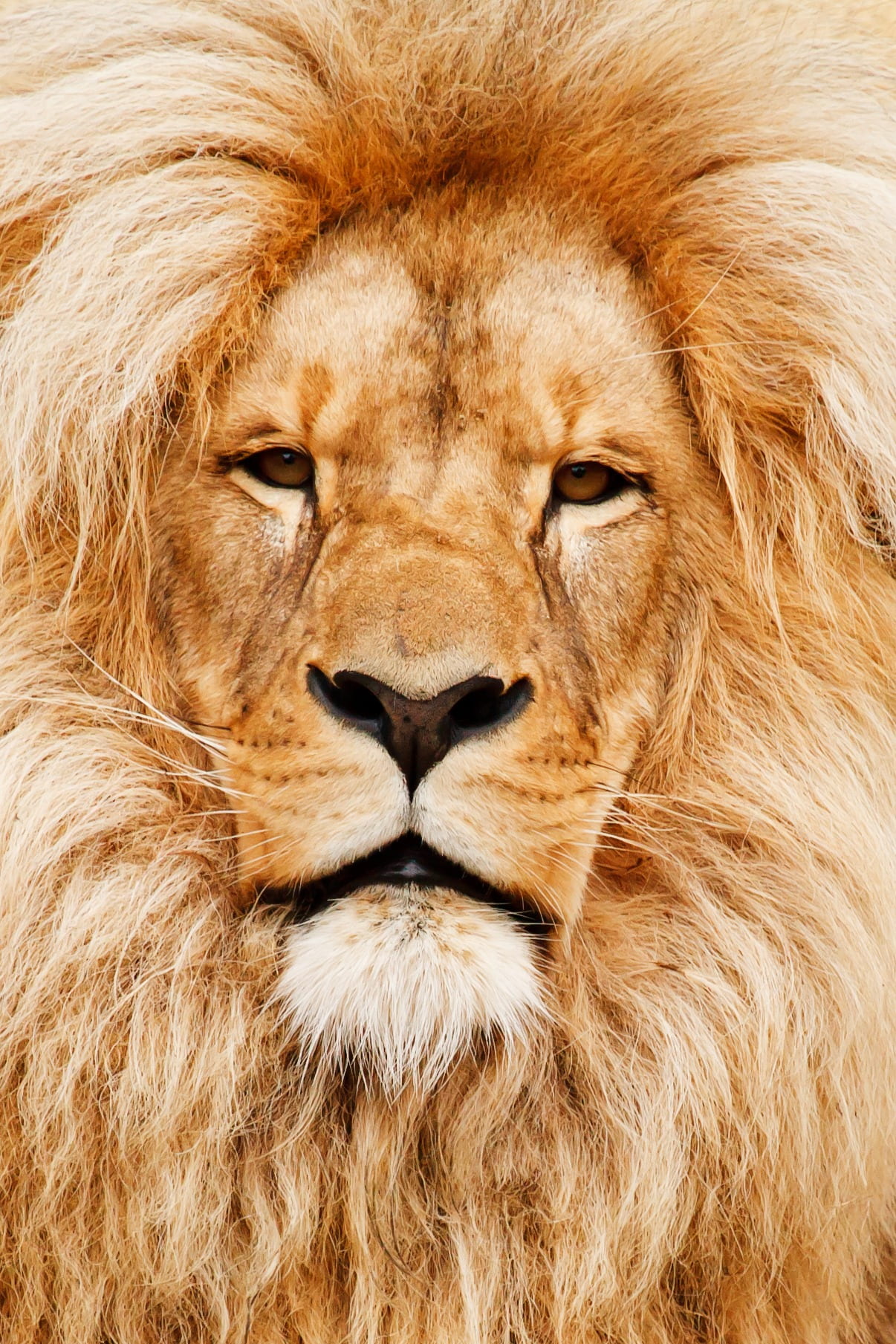 portrait, african, male, detail, 720P, lion - feline, face, eyes, undomesticated cat, animals in the wild, animal head, whisker, eye, feline, one animal, Phone HD Wallpaper