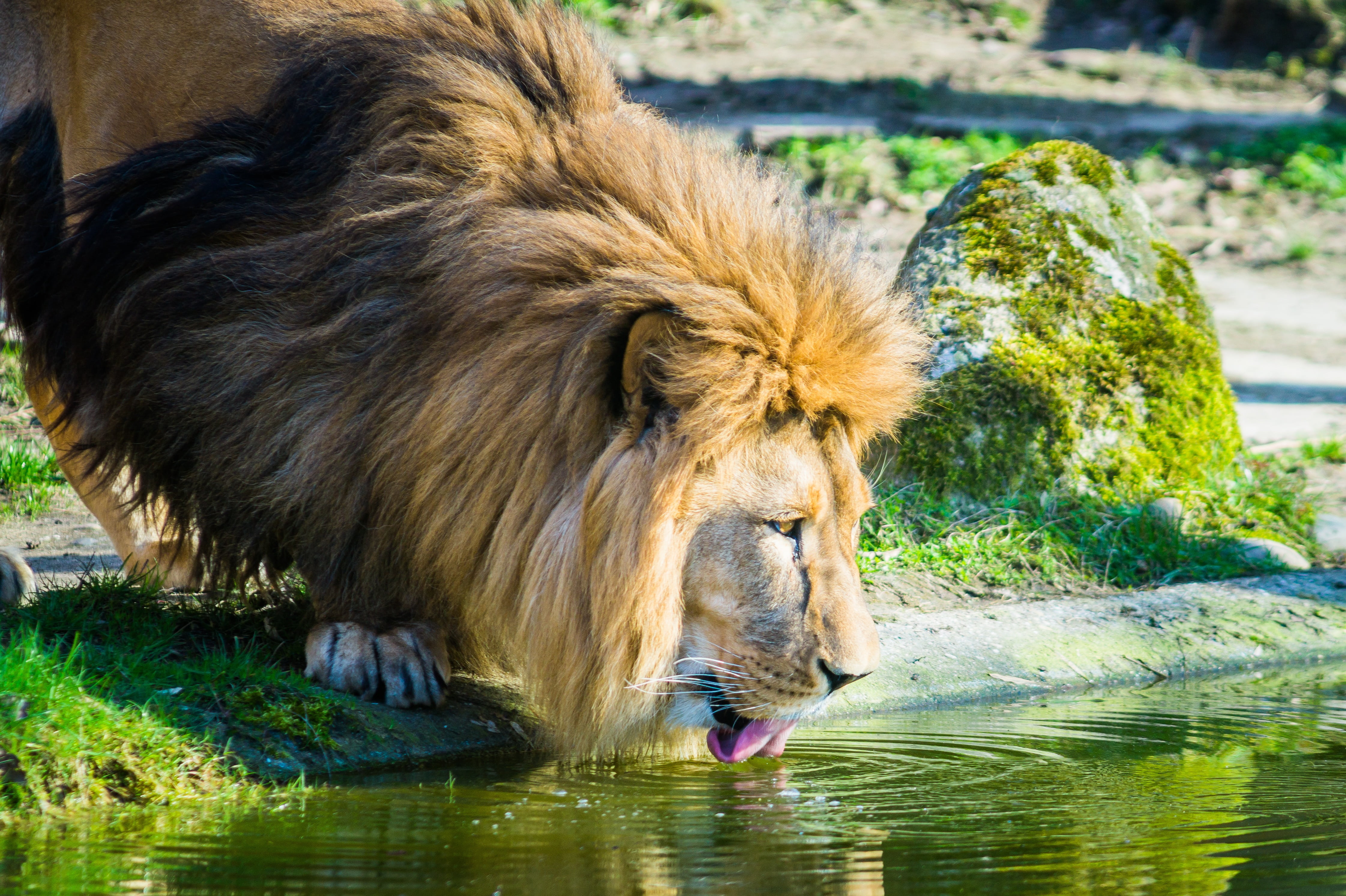 river, mammal, cat, animal head, one animal, water, feline, animal wildlife, no people, lion, animals in the wild, africa, outdoors, focus on foreground, HD Wallpaper