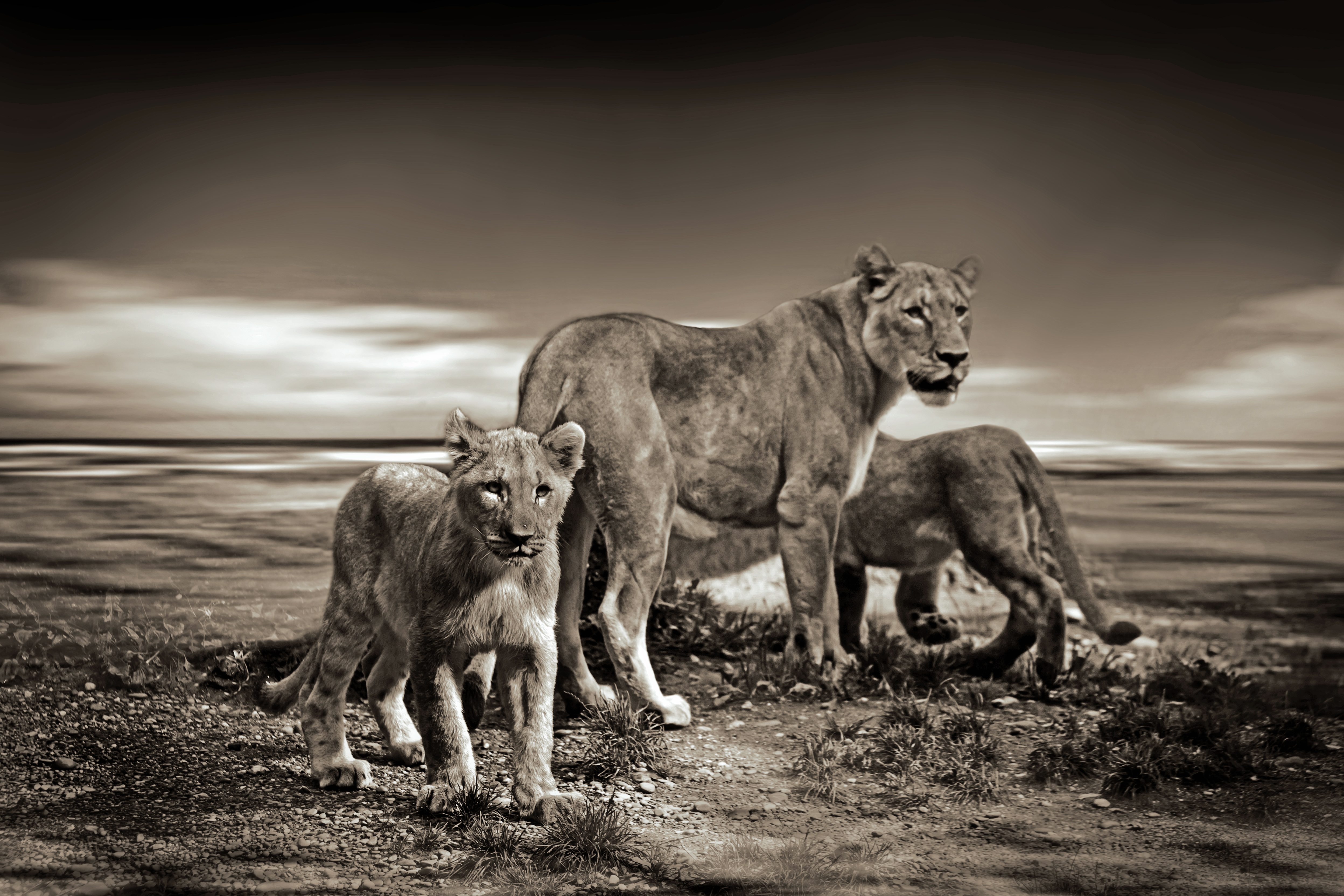 mammal, childhood, cub, lion babies, lion, cubs, africa, cat, 4K, predator, paw, animals In The Wild, animal family, fur, full length, animal world, nature, HD Wallpaper