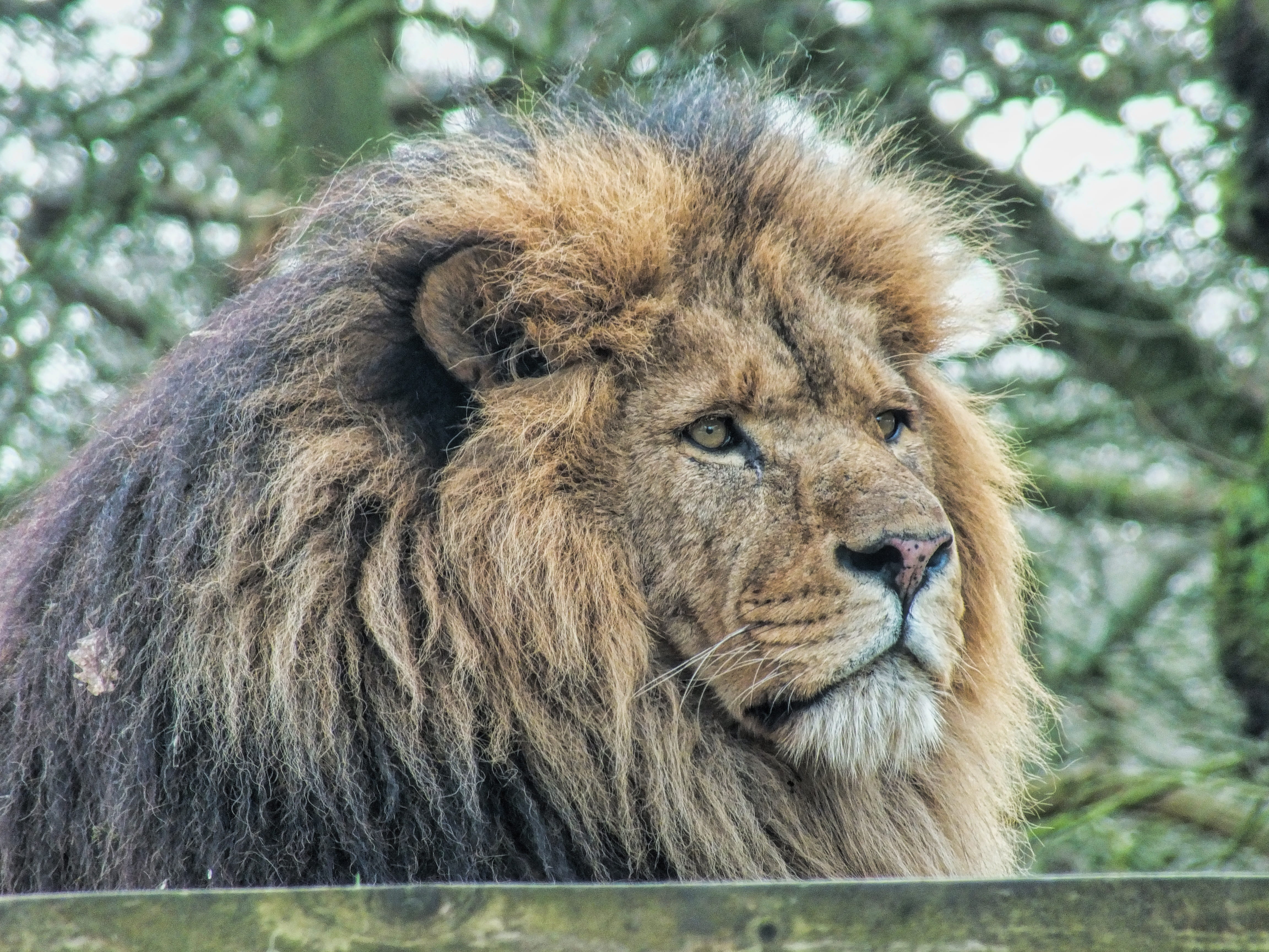 lion - feline, looking, male animal, animals in the wild, dangerous, park, wildlife, environment, natural, wilderness, large, head, carnivore, animal wildlife, HD Wallpaper