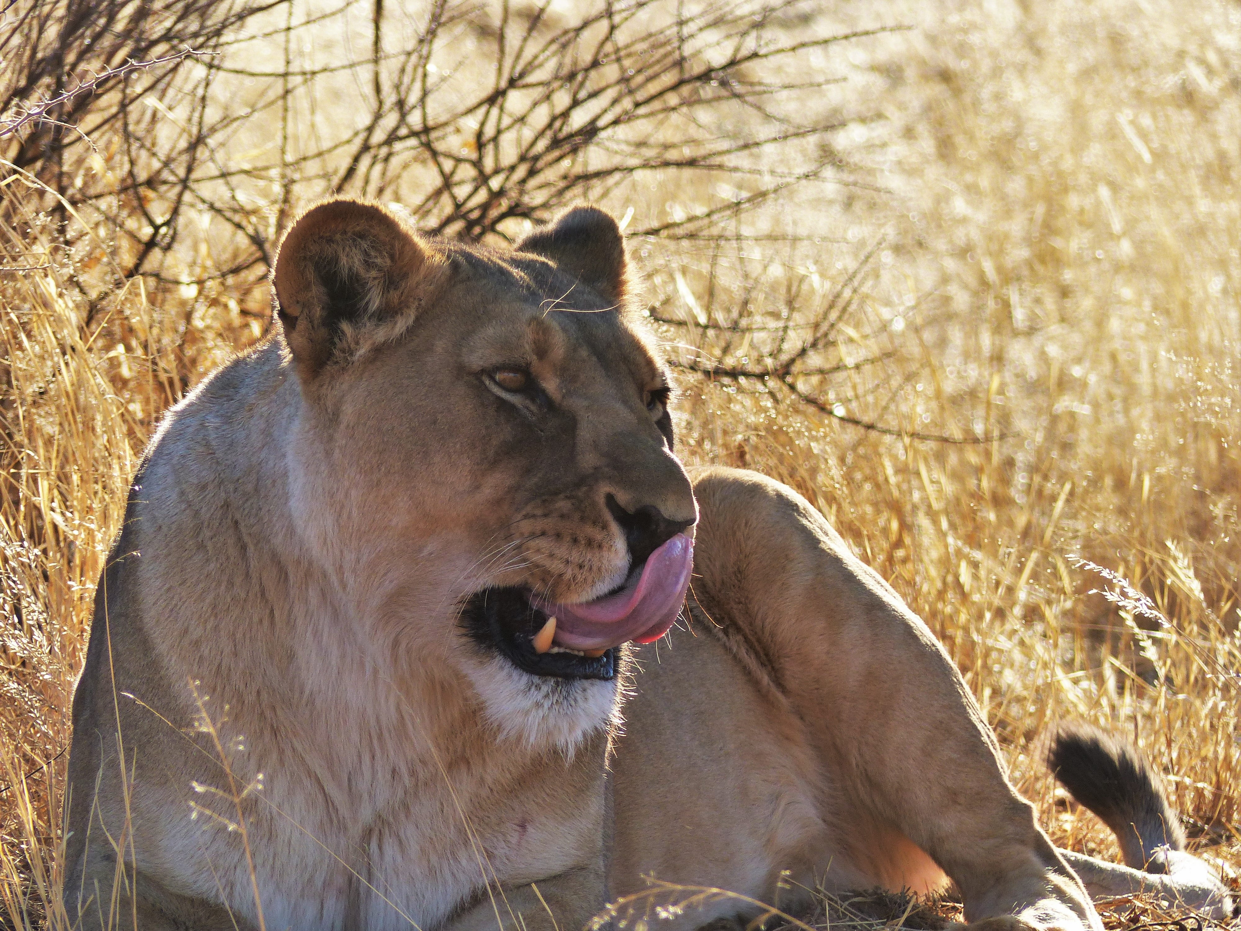 Africa, animal wildlife, big cat, animal, 4K, Lion, lazy, wild, animal themes, no people, lion - feline, one animal, namibia, Predator, female, carnivores, HD Wallpaper