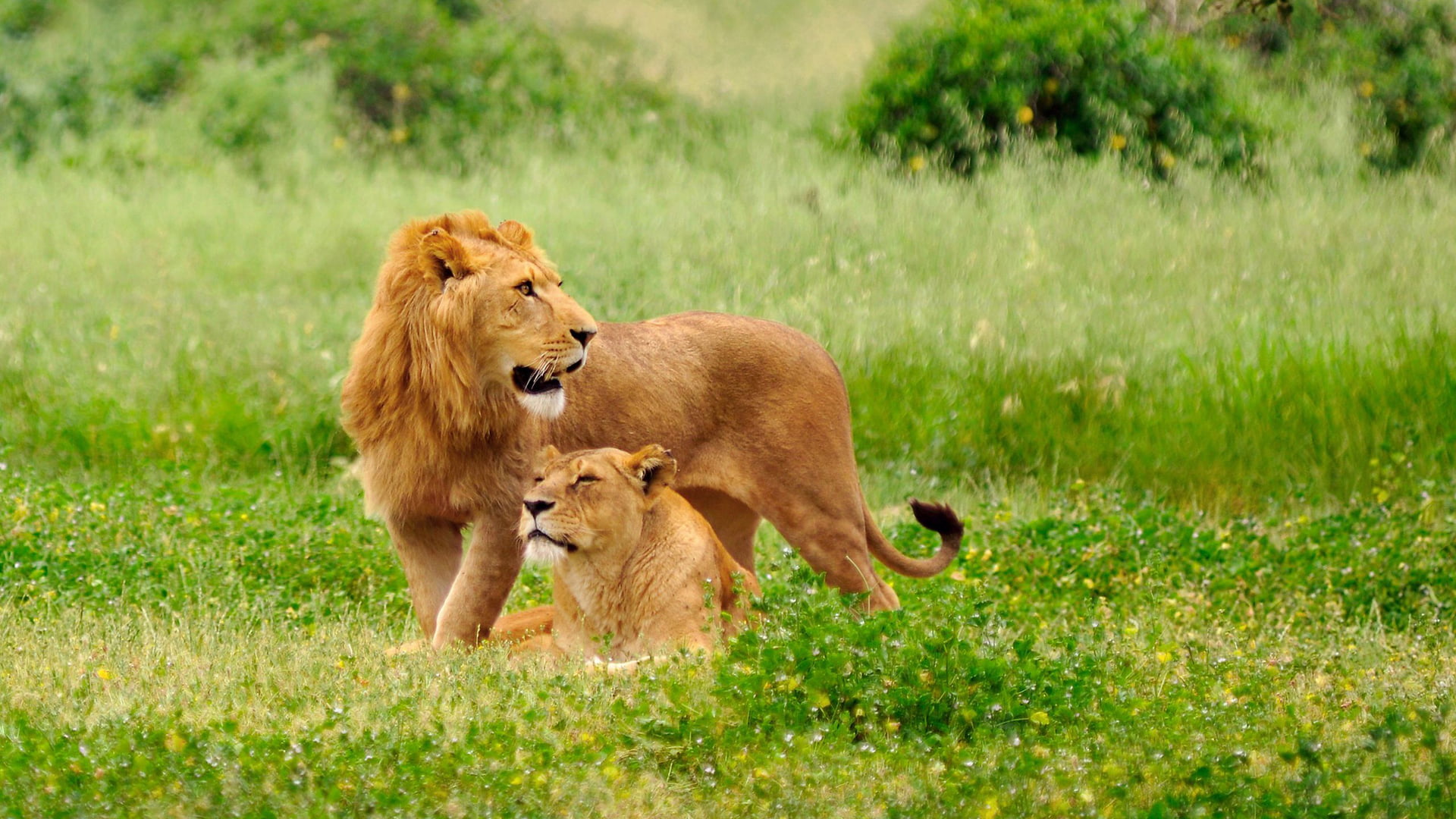 park, green color, furry, care, animals in the wild, group of animals, plant, animal wildlife, mammal, pet, wildlife, animal themes, face, leo, animal family, HD Wallpaper