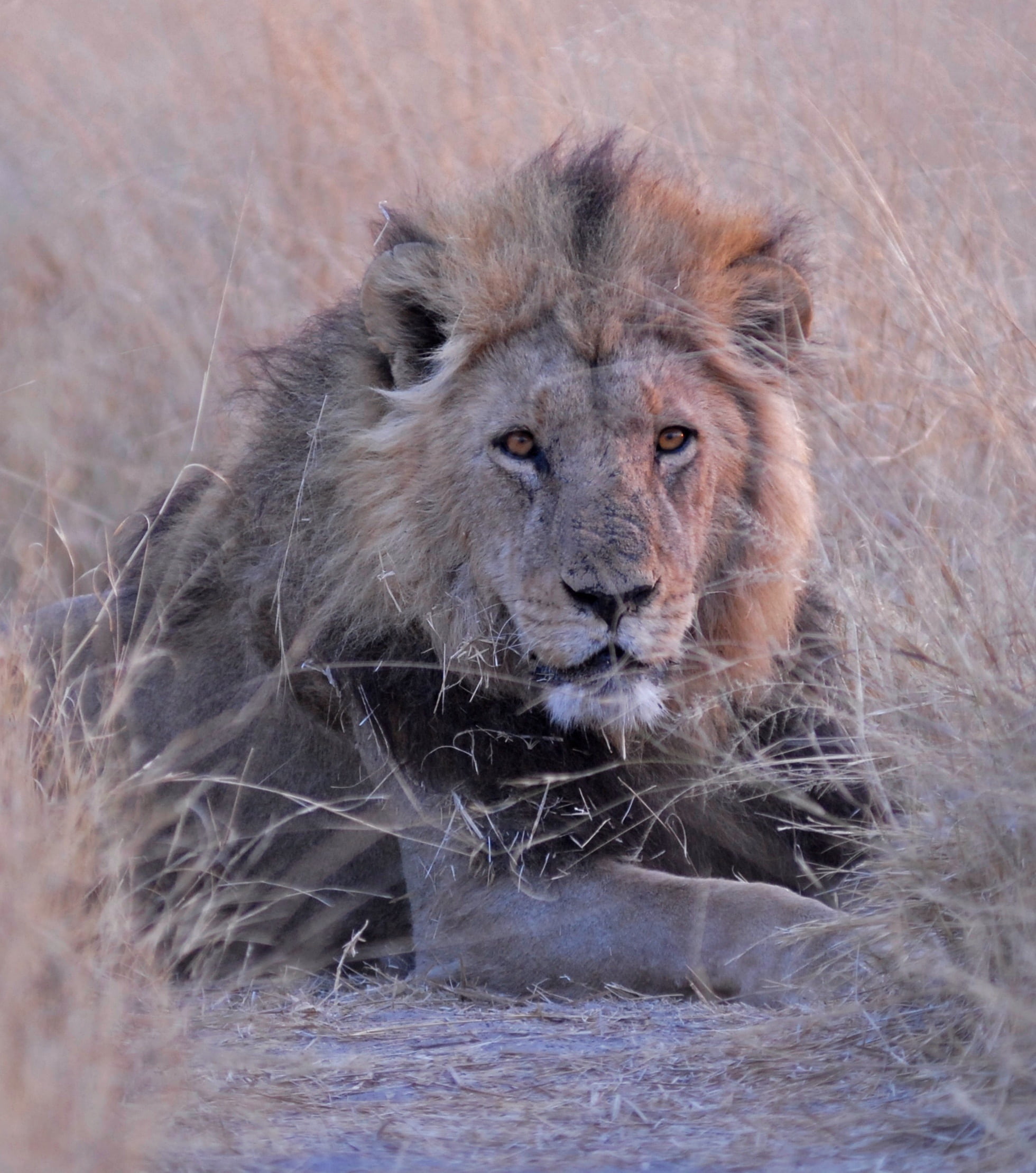 animal, botswana, big Cat, day, safari Animals, sand, animal head, lion - Feline, one animal, lion, no people, carnivore, undomesticated Cat, animal themes, Phone HD Wallpaper